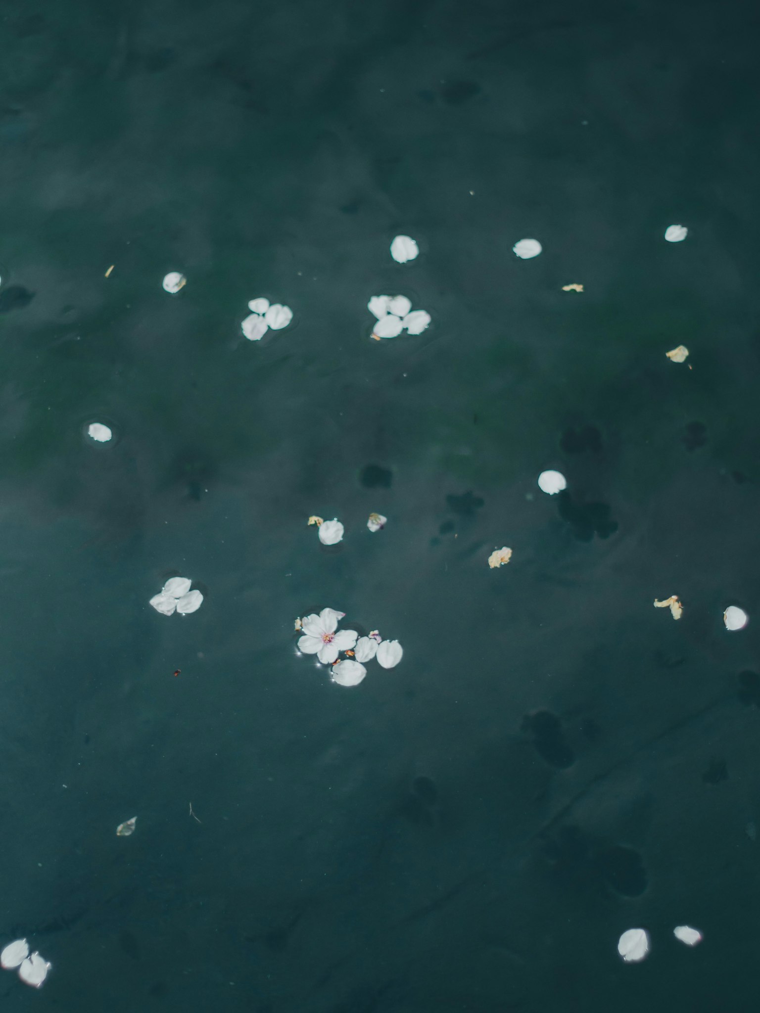 Pétalos blancos y hojas flotando en una superficie de agua oscura