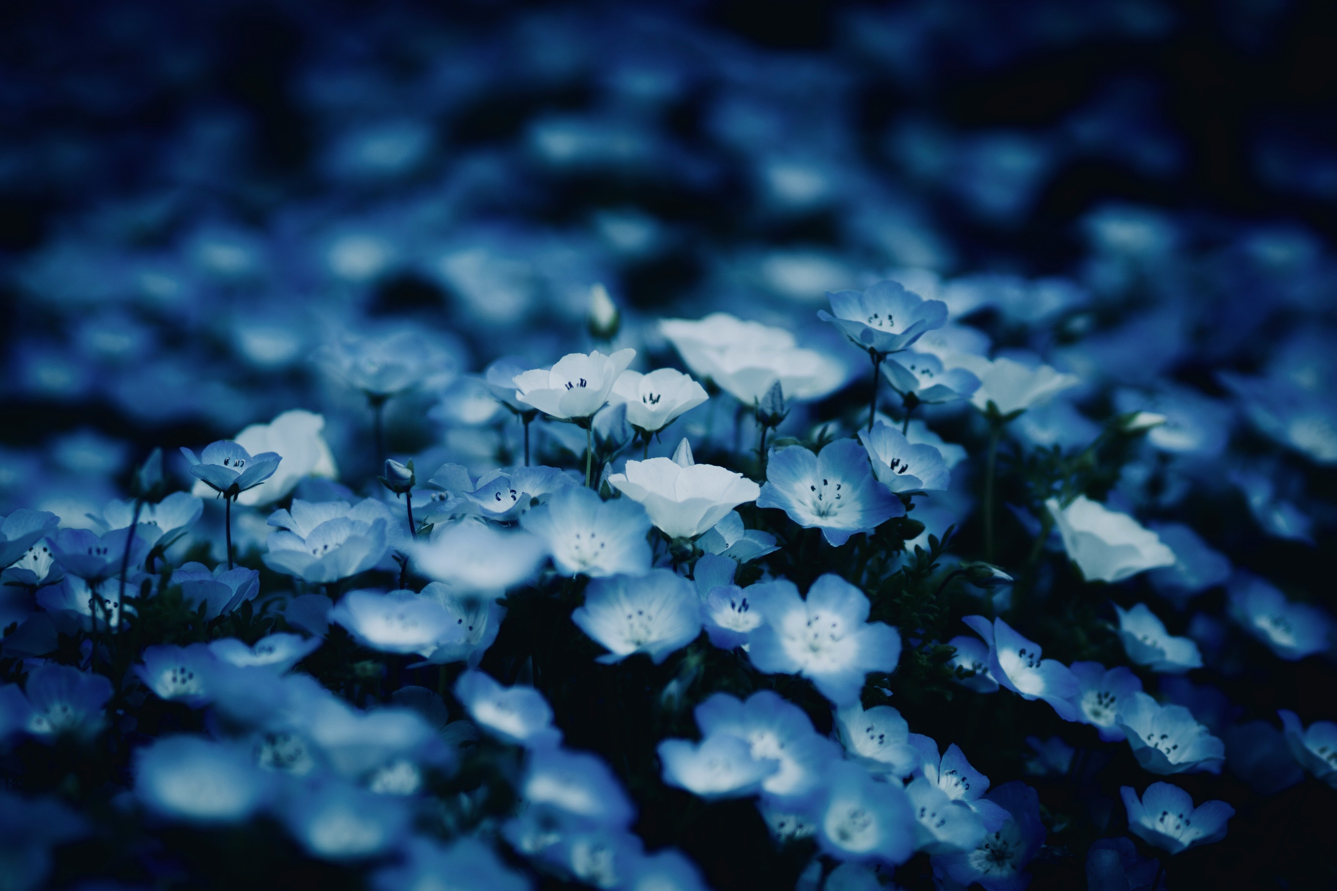 青い花が広がる幻想的な花畑