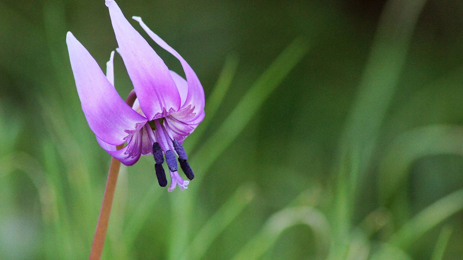 Purple flower blooming among green grass