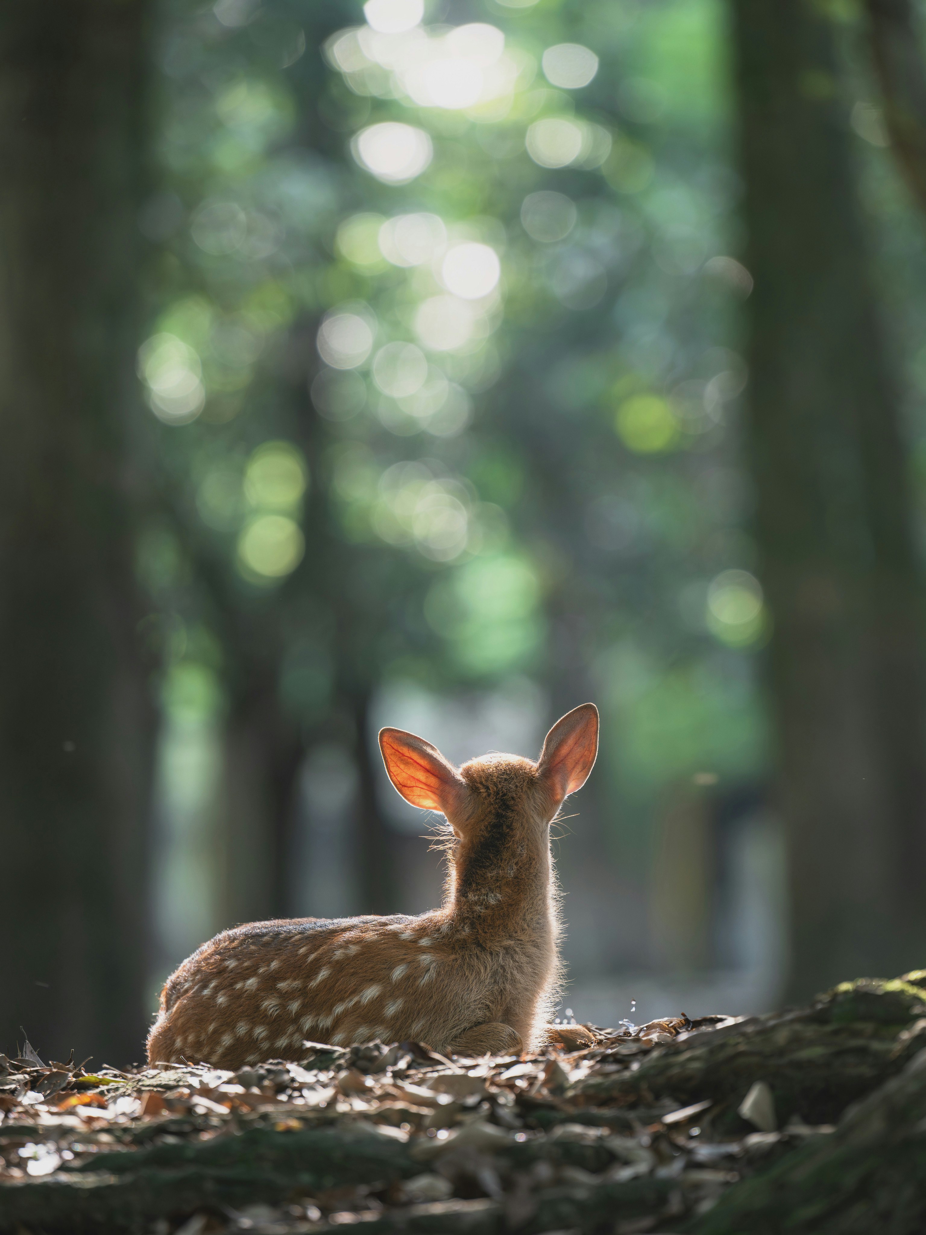 森の地面で見つめる赤ちゃん鹿