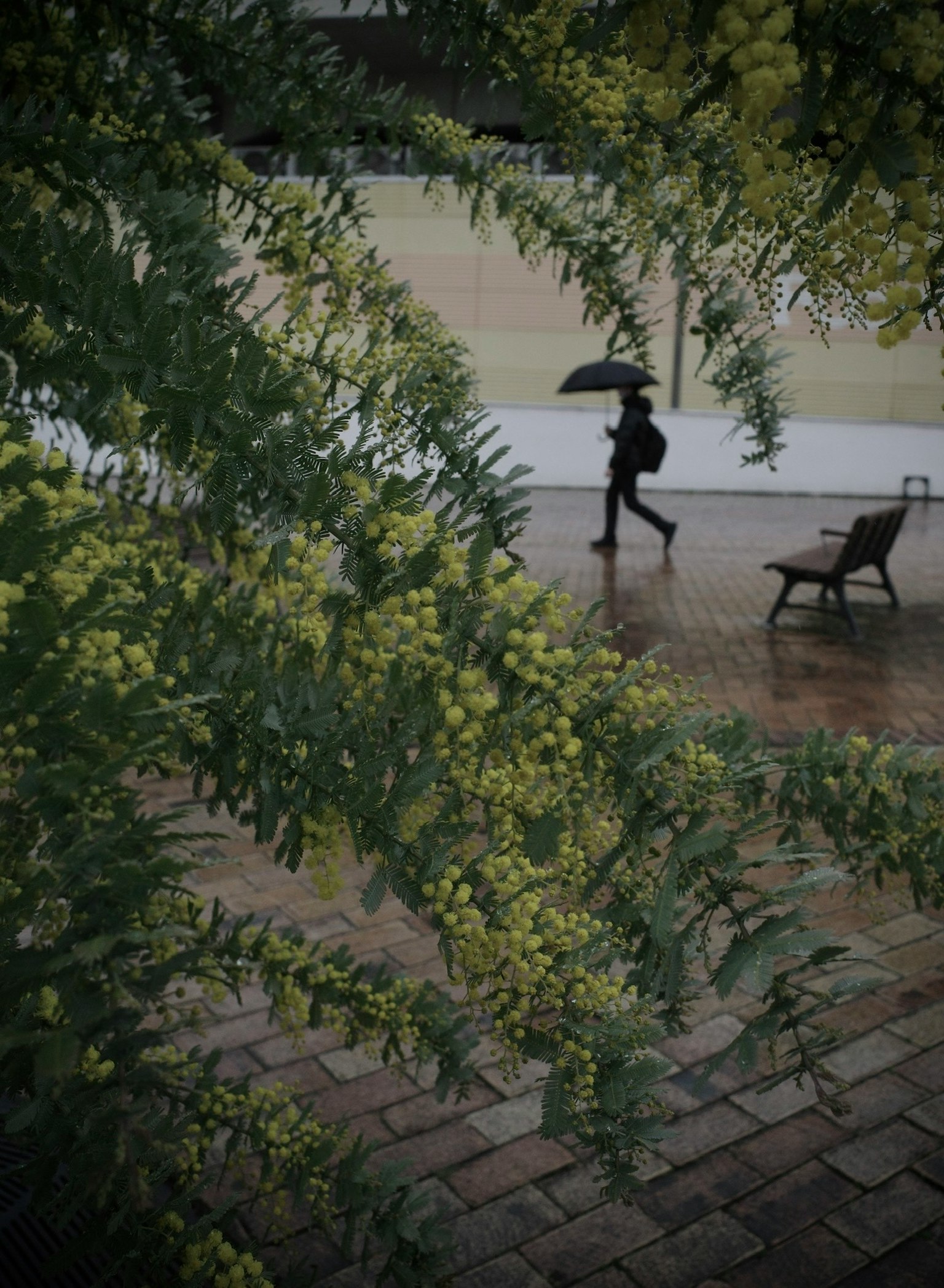 Eine Person geht mit einem Regenschirm im Regen umgeben von grünem Laub