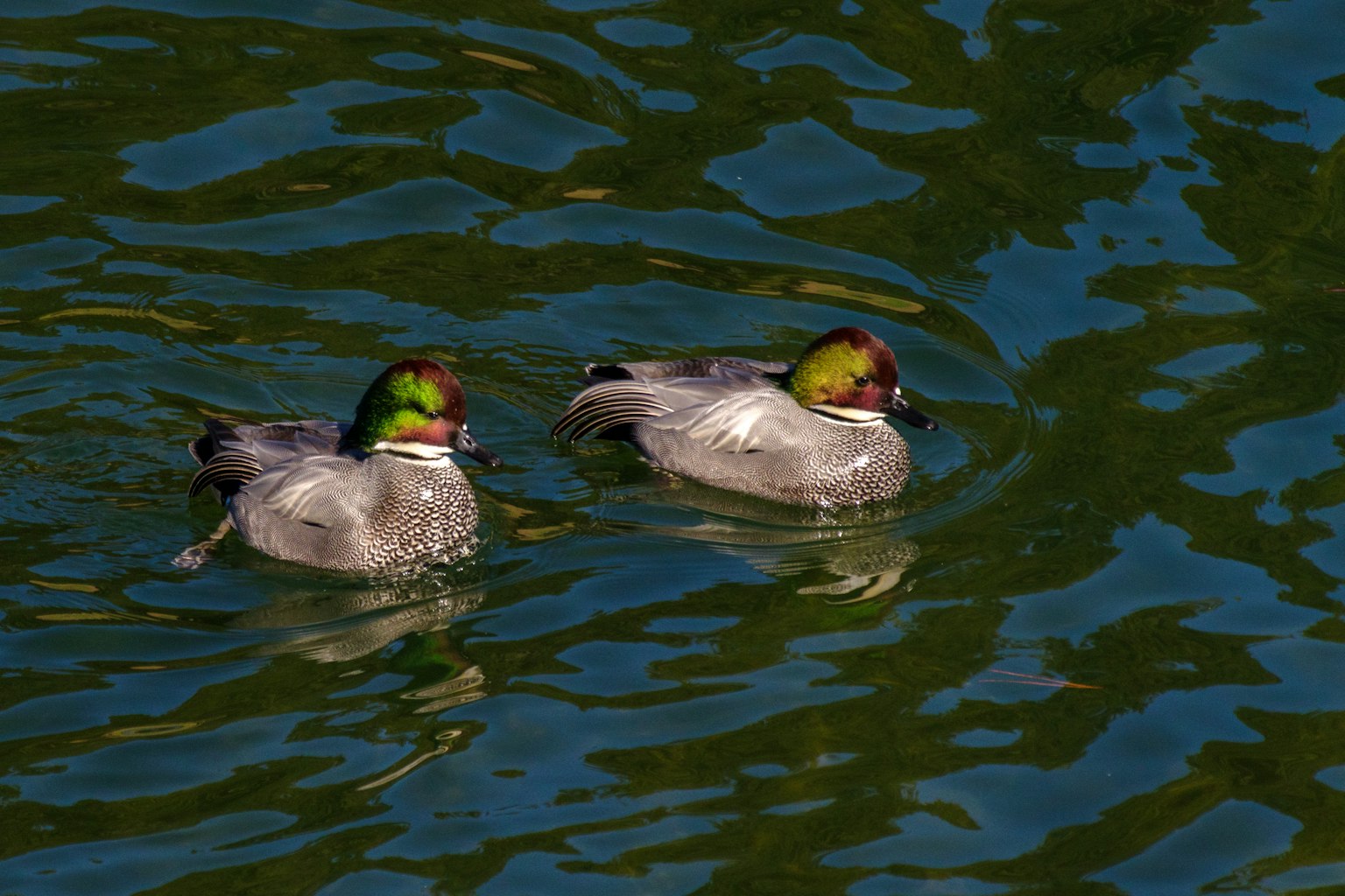 Groupe de deux canards nageant sur l'eau avec des têtes vertes et rouges