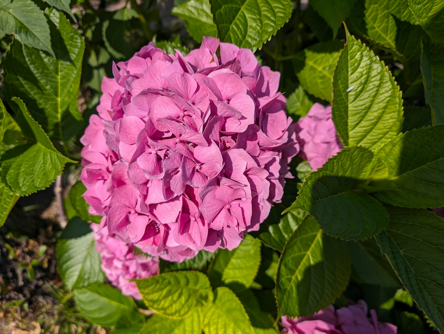 Bunga hydrangea pink cerah dengan daun hijau