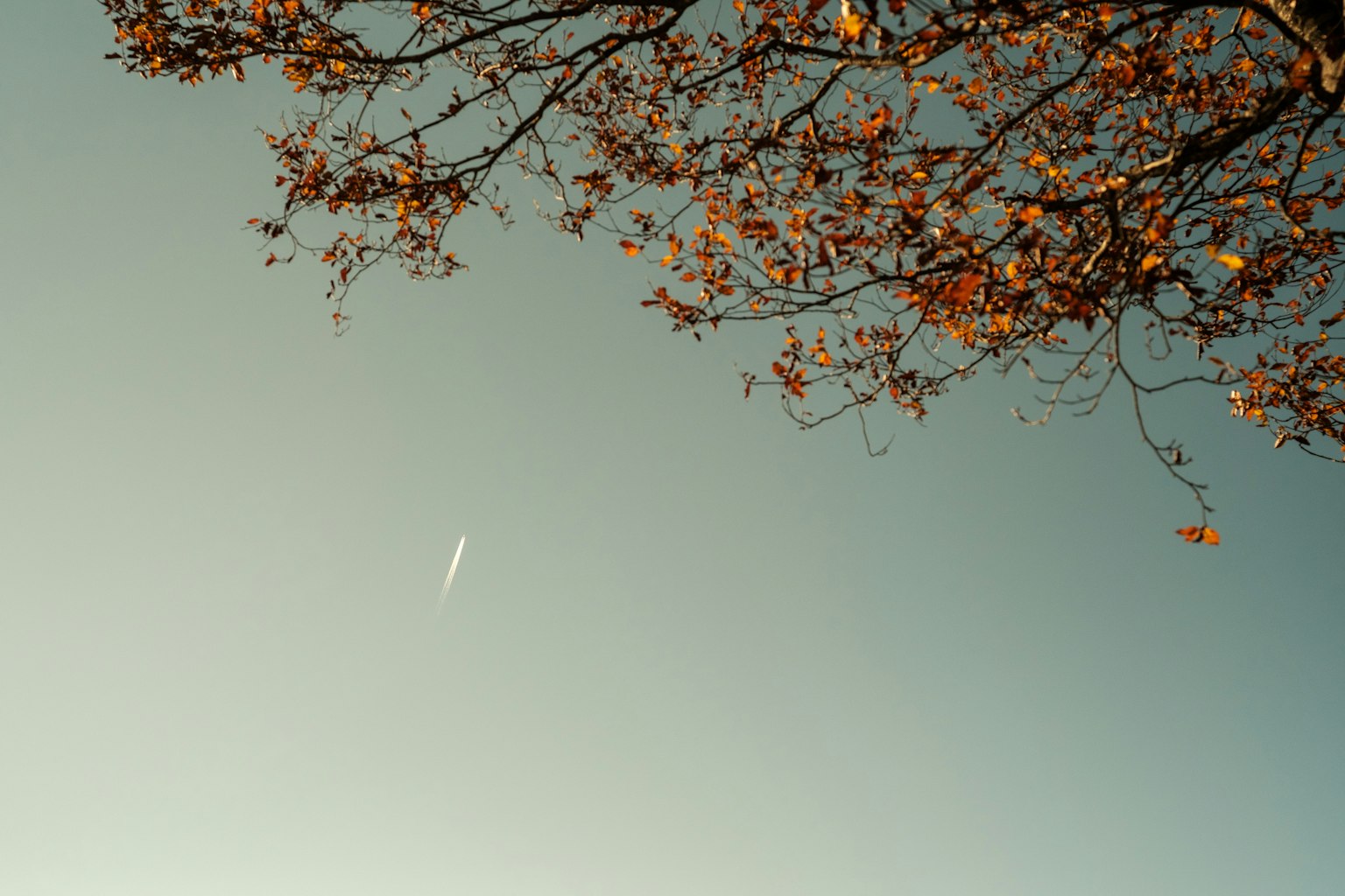 秋の葉がついた木の枝と青空に飛行機雲