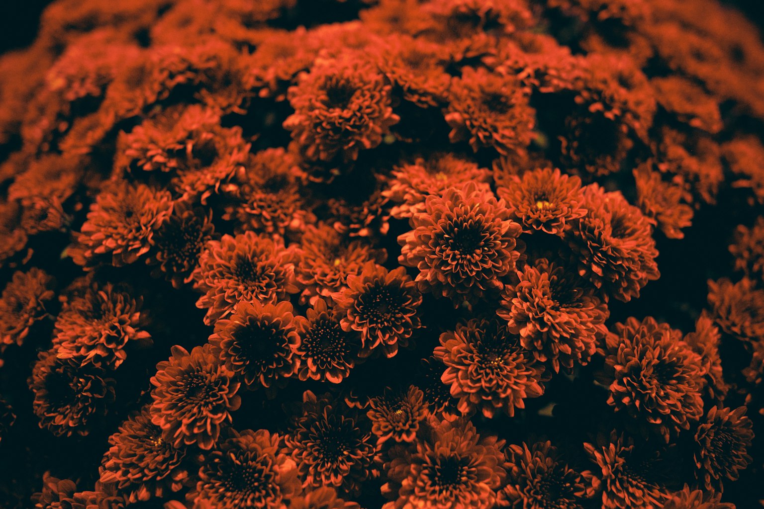 Gambar close-up bunga merah yang menunjukkan detail rumit tanaman