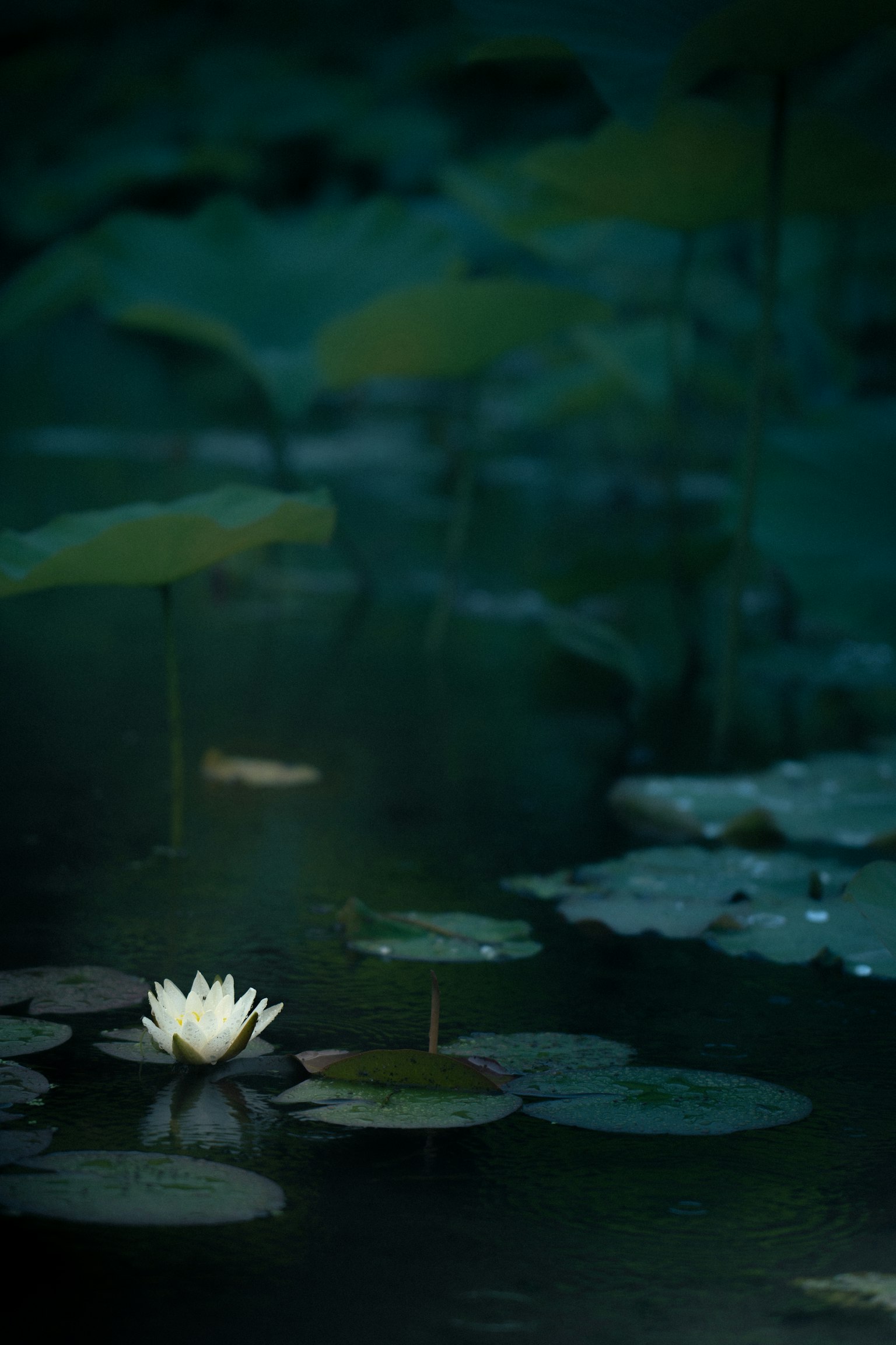Une scène aquatique sereine avec un nénuphar blanc flottant à la surface et des feuilles vertes