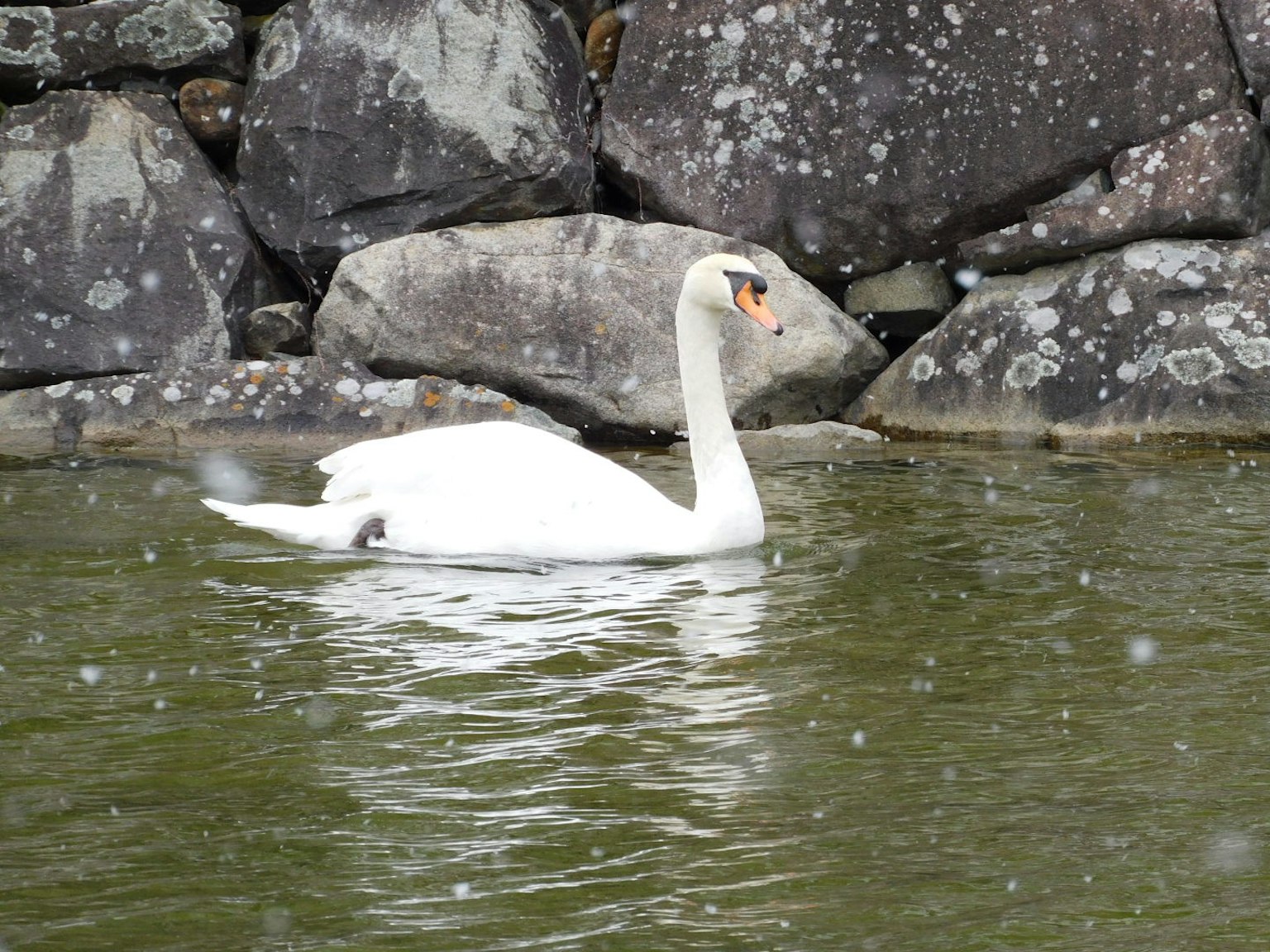 Un cisne nadando en el agua con rocas al fondo