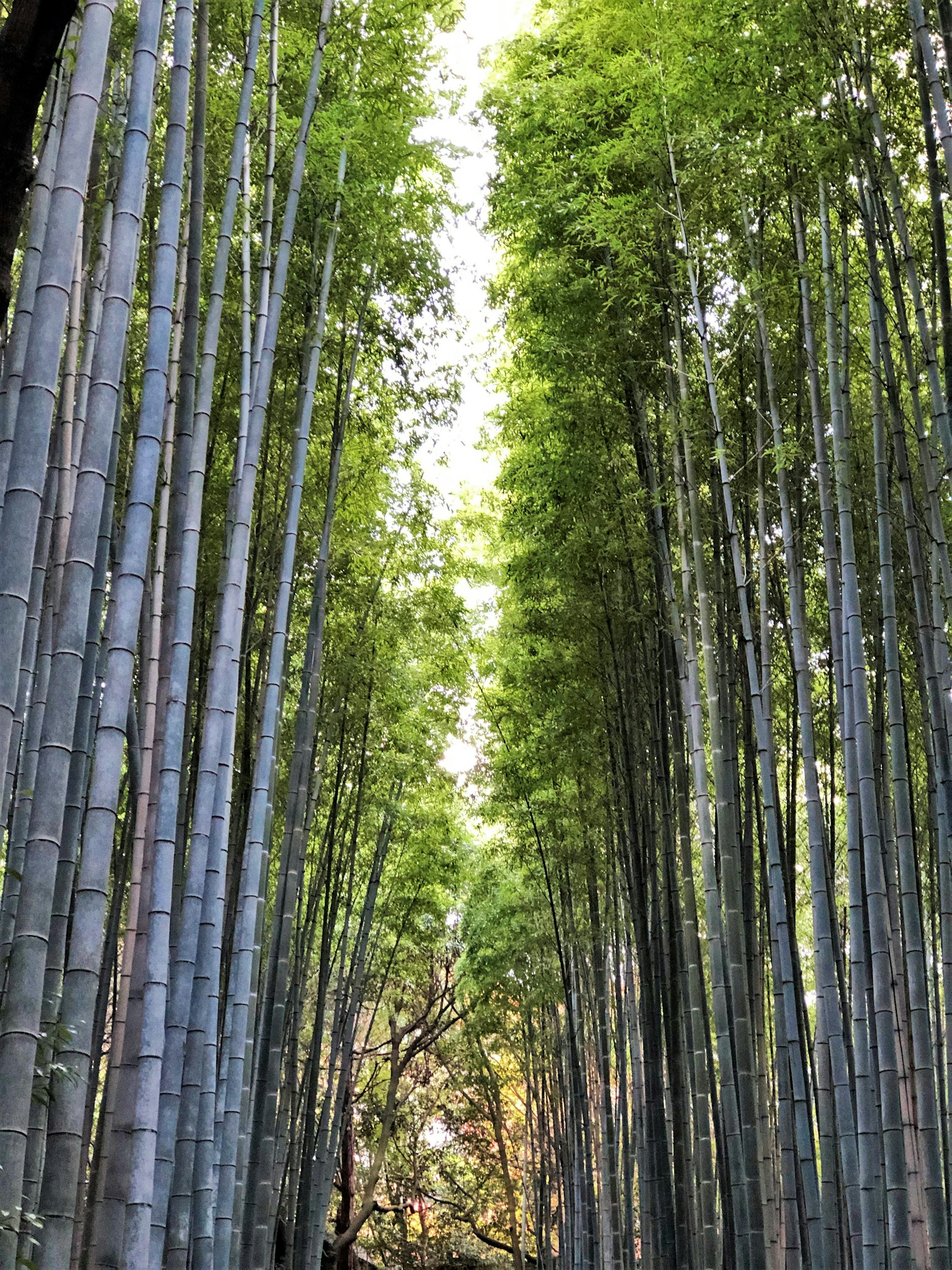 Una vista de altos árboles de bambú verdes en un bosque sereno