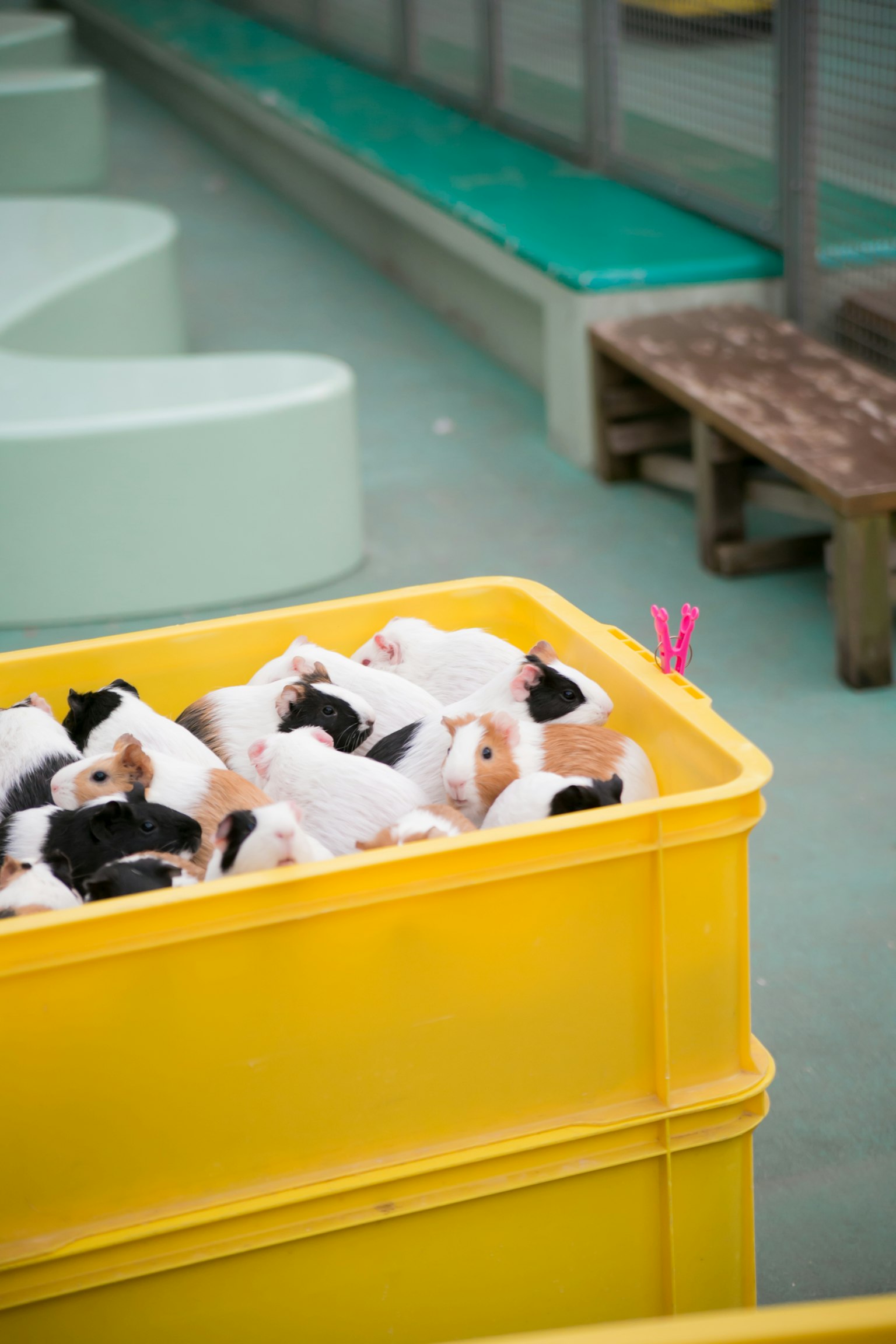 Ein Haufen kleiner Tiere in einem gelben Behälter