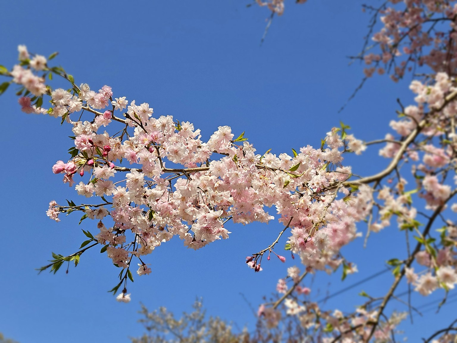Close-up of cherry blossom branches against a blue sky