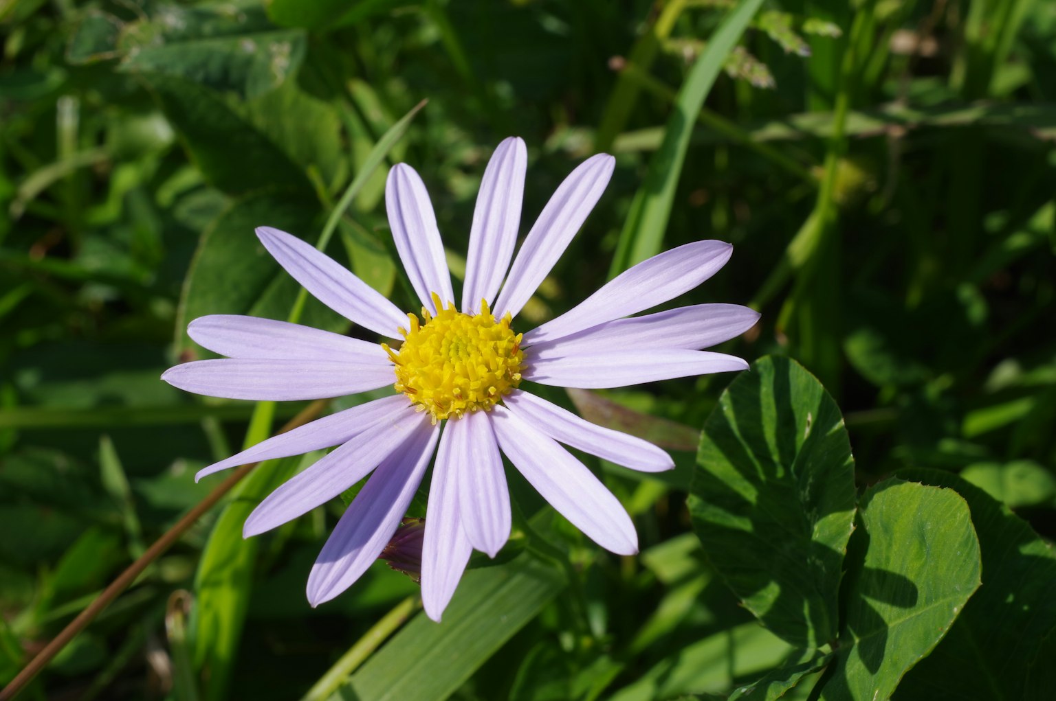 Eine hellviolette Blume mit gelbem Zentrum, die zwischen grünen Blättern blüht