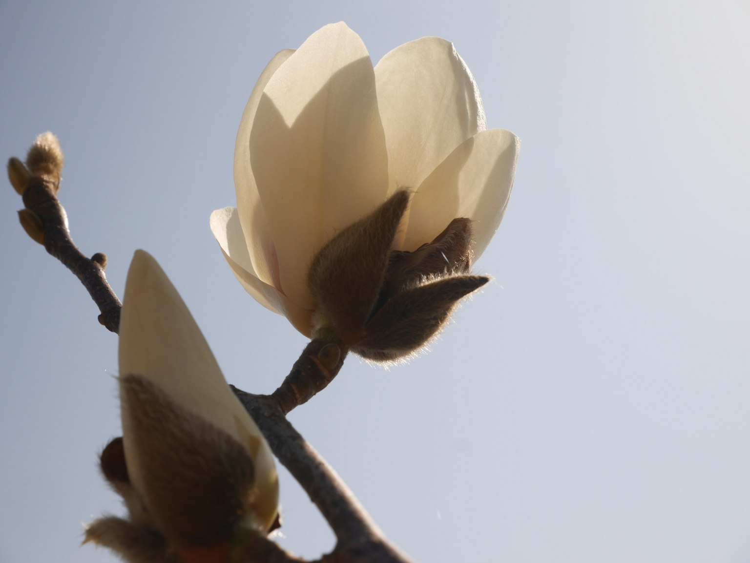 White magnolia flowers blooming against a blue sky