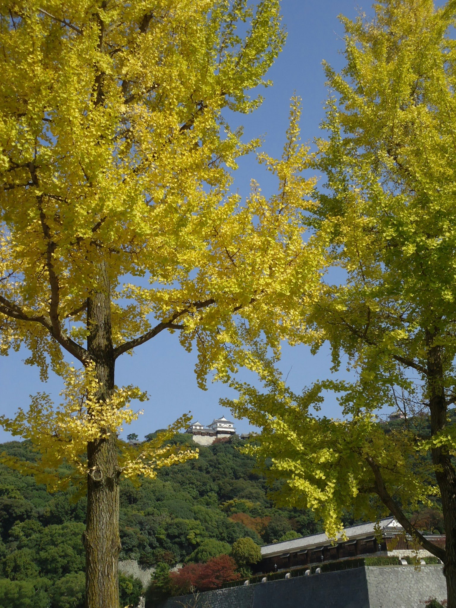 秋季場景，黃色的銀杏樹與藍天相映