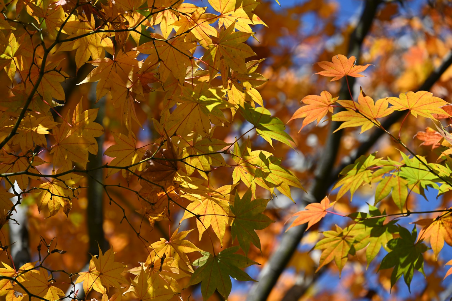 Lebhafte orange und gelbe Herbstblätter an Baumzweigen