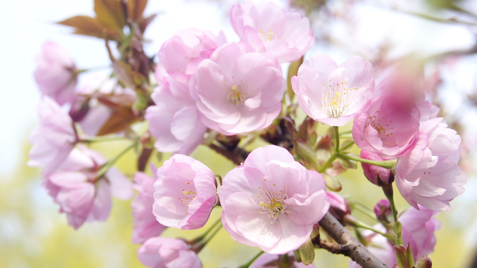 Acercamiento de flores de cerezo en flor en una rama