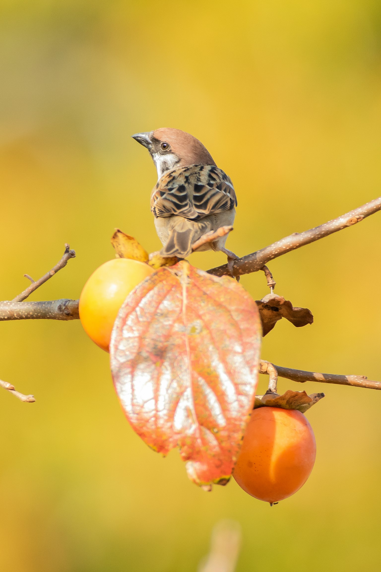 Un piccolo uccello appollaiato su frutti di cachi circondato da colori autunnali