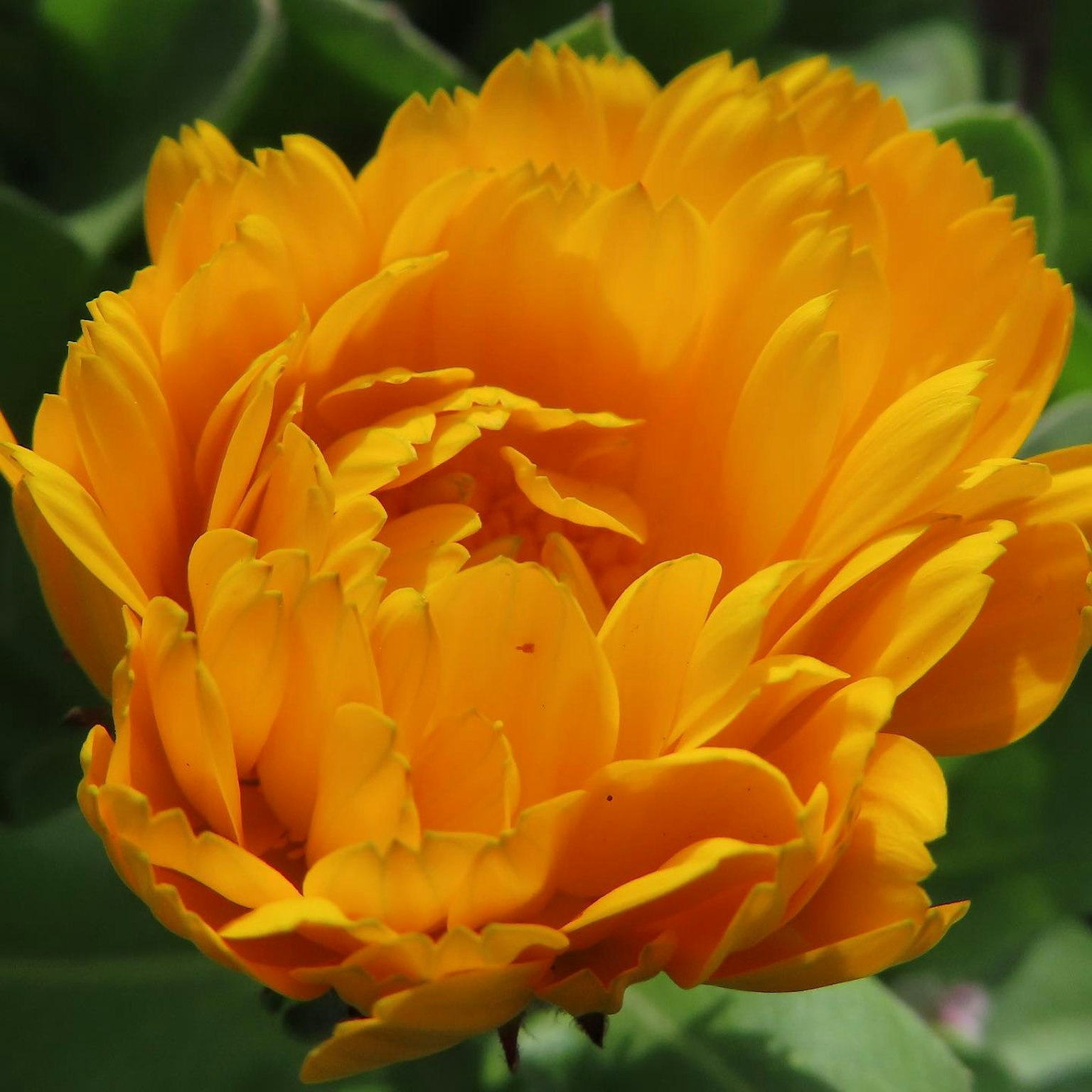Fleur orange vif en pleine floraison avec des pétales superposés