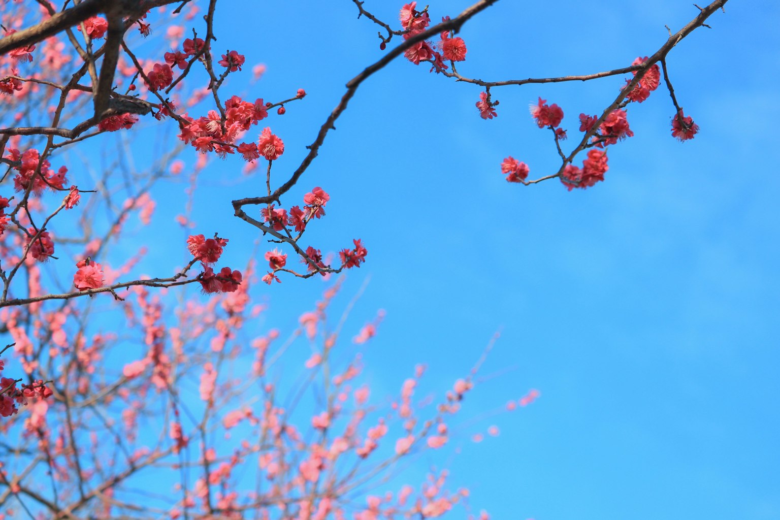 Cabang bunga sakura berwarna merah muda dengan latar belakang langit biru