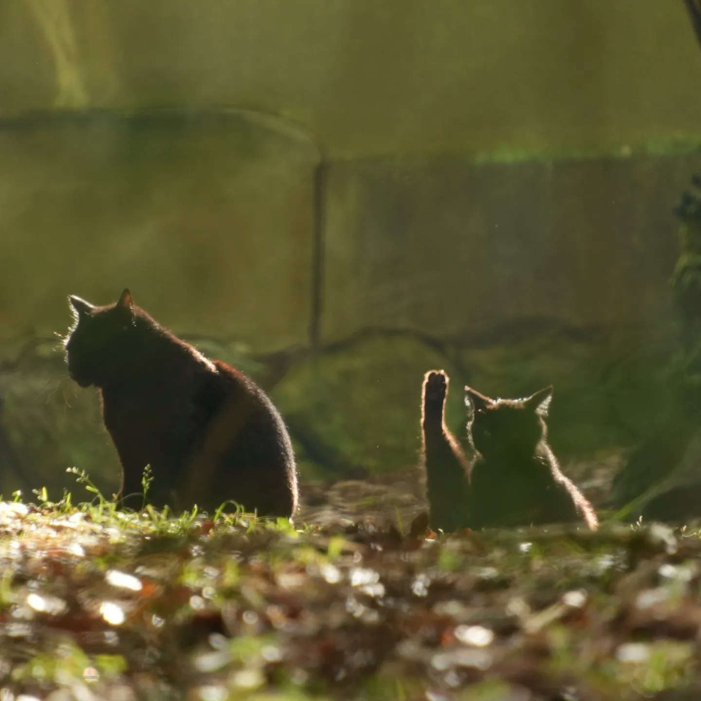 草地でくつろぐ黒猫と子猫の親子