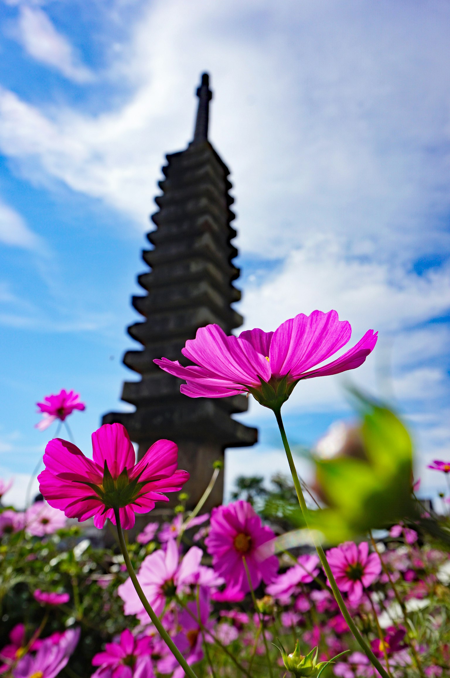 Fleurs roses au premier plan avec une pagode imposante en arrière-plan