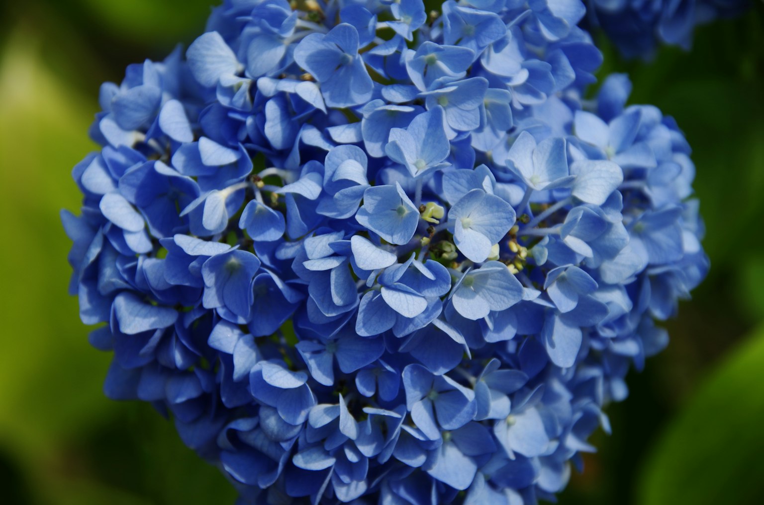 Nahaufnahme einer blauen Hortensienblüte