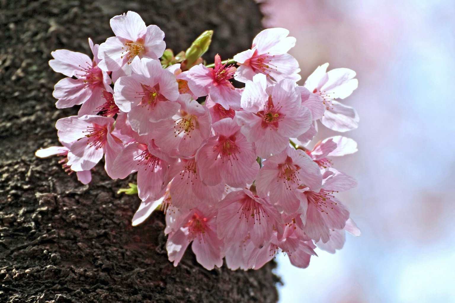 Bunga sakura mekar di batang pohon