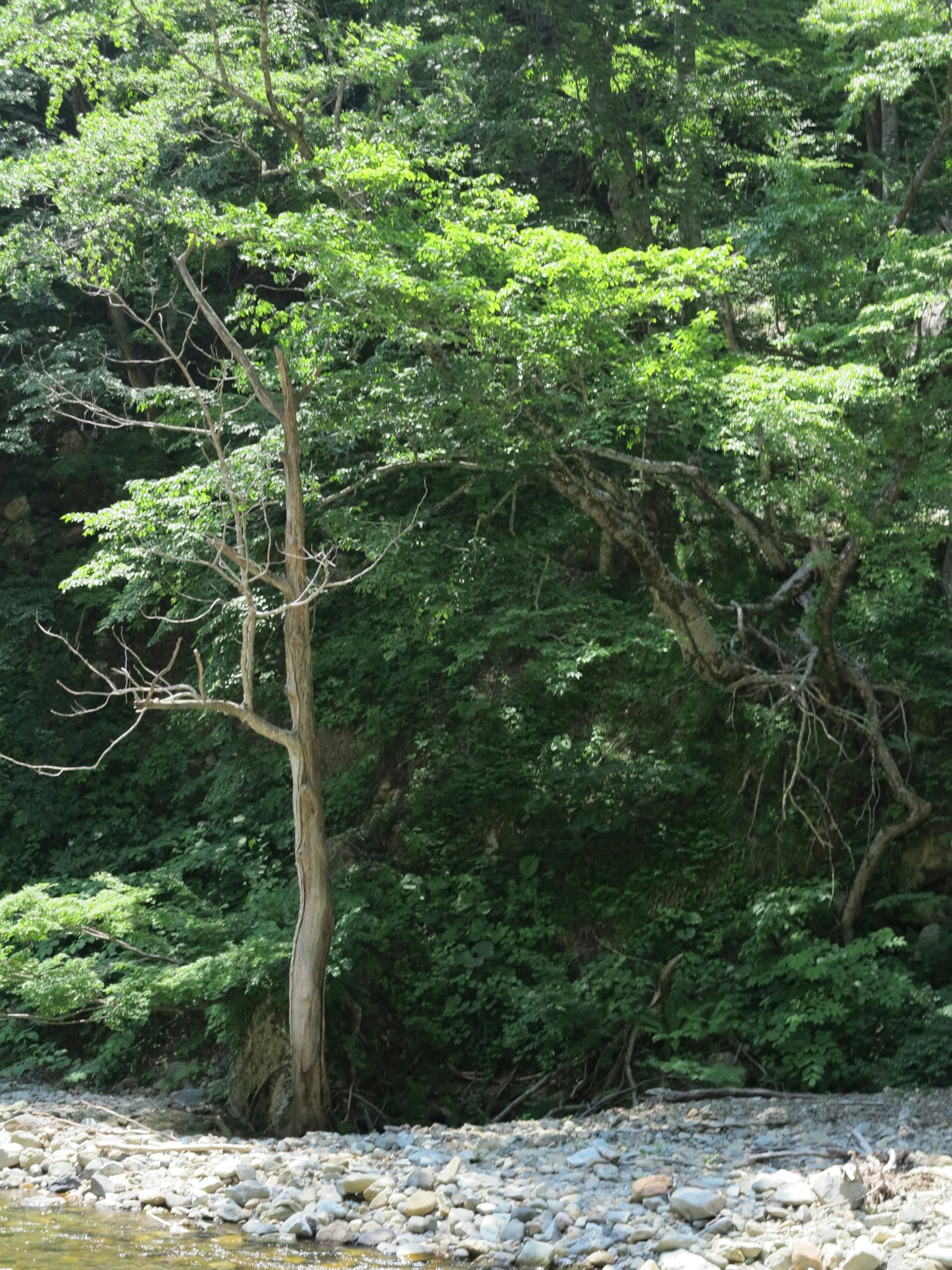 Un albero solitario in una foresta lussureggiante