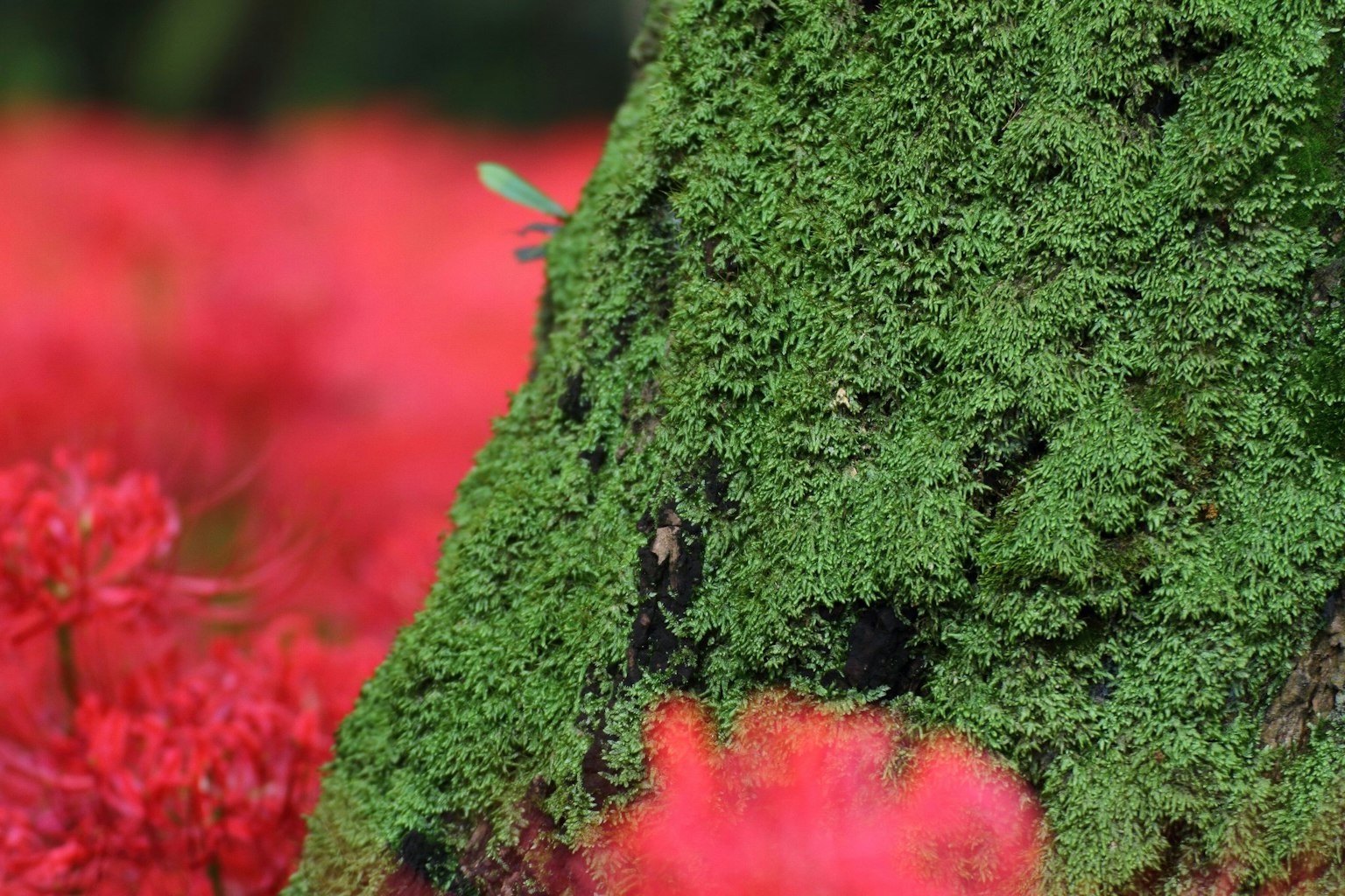 Mousse verte recouvrant un tronc d'arbre avec un fond de fleurs rouges
