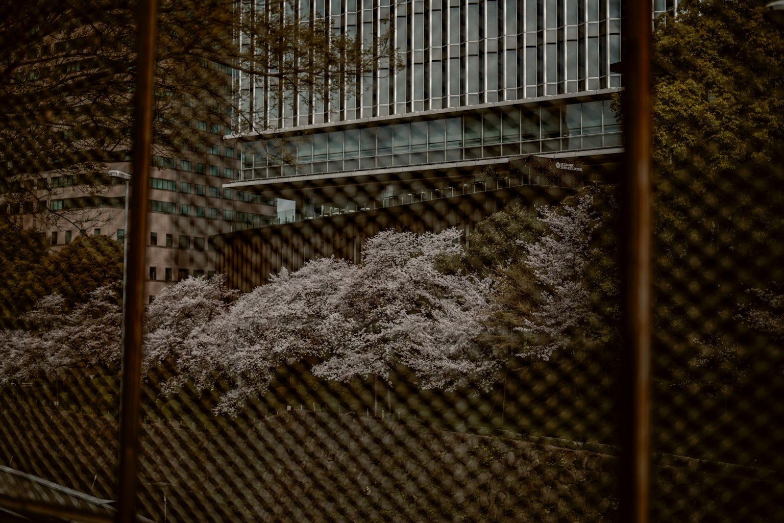 Kirschblüten durch einen Maschendrahtzaun mit einem modernen Gebäude im Hintergrund