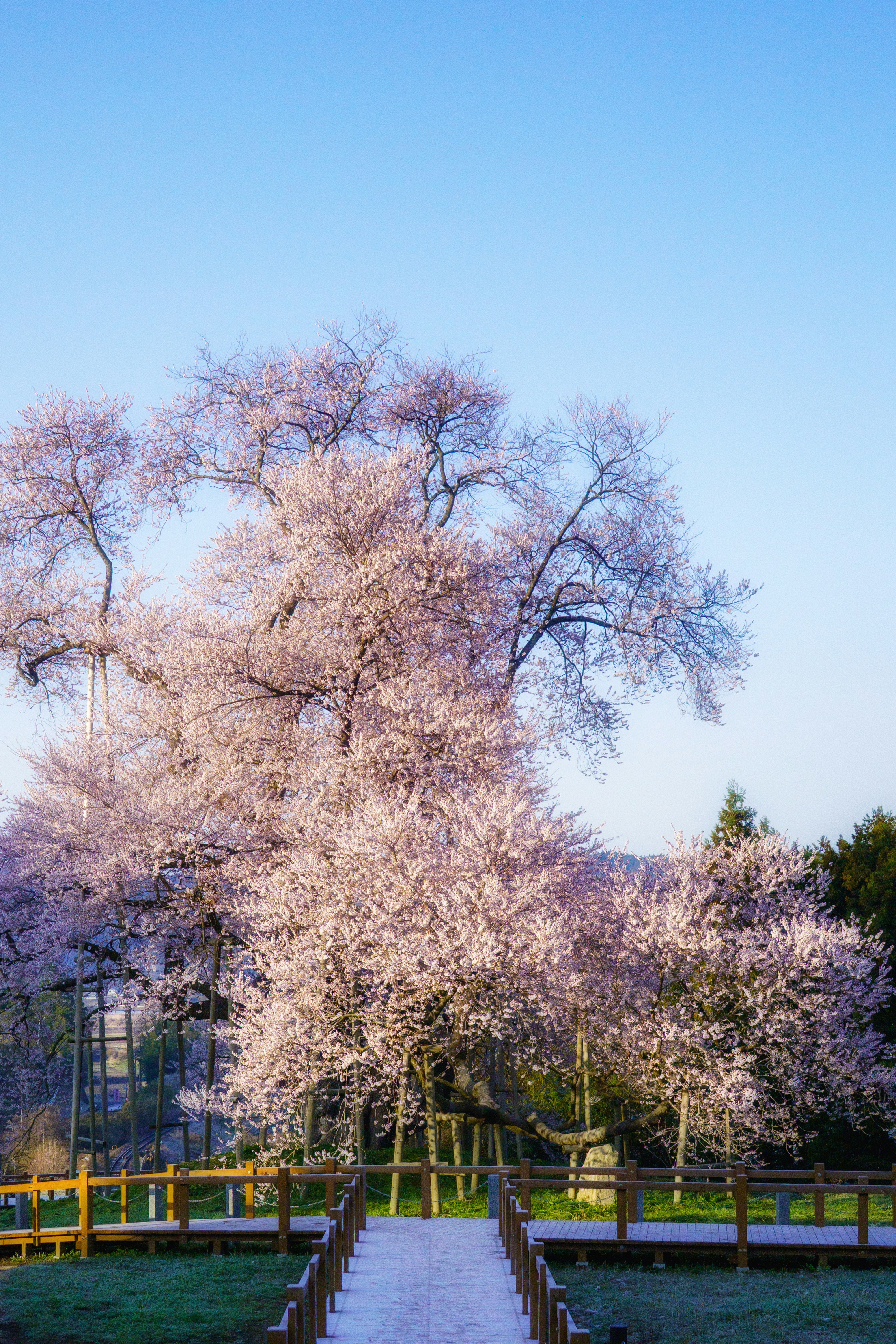 並木の桜が咲く公園の小道