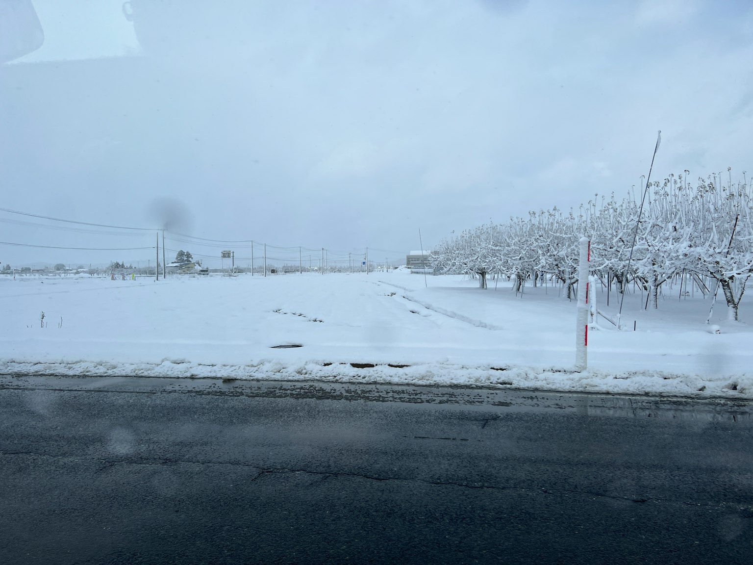 冬季景观，雪覆盖的地面和白色树木