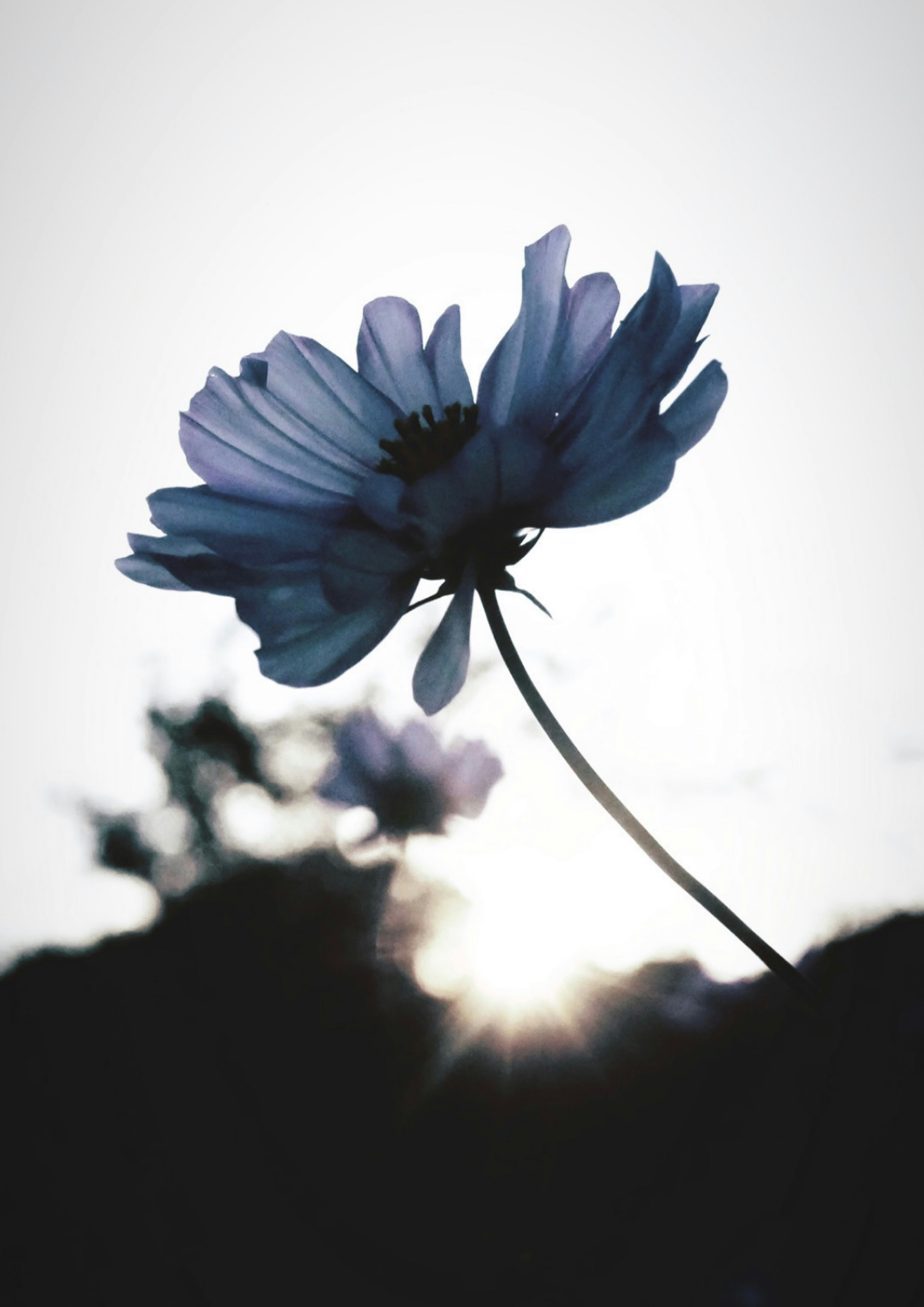 逆光のコスモスの花と背景のぼけ