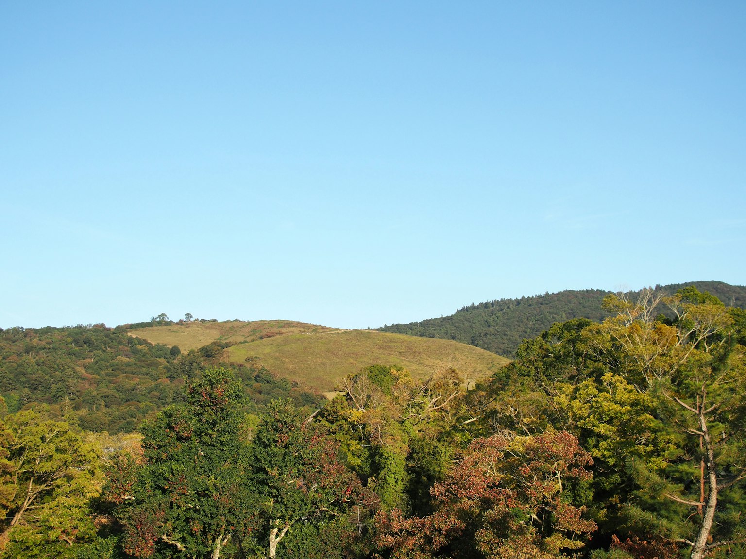 一幅綠色樹木和丘陵在晴朗藍天下的風景