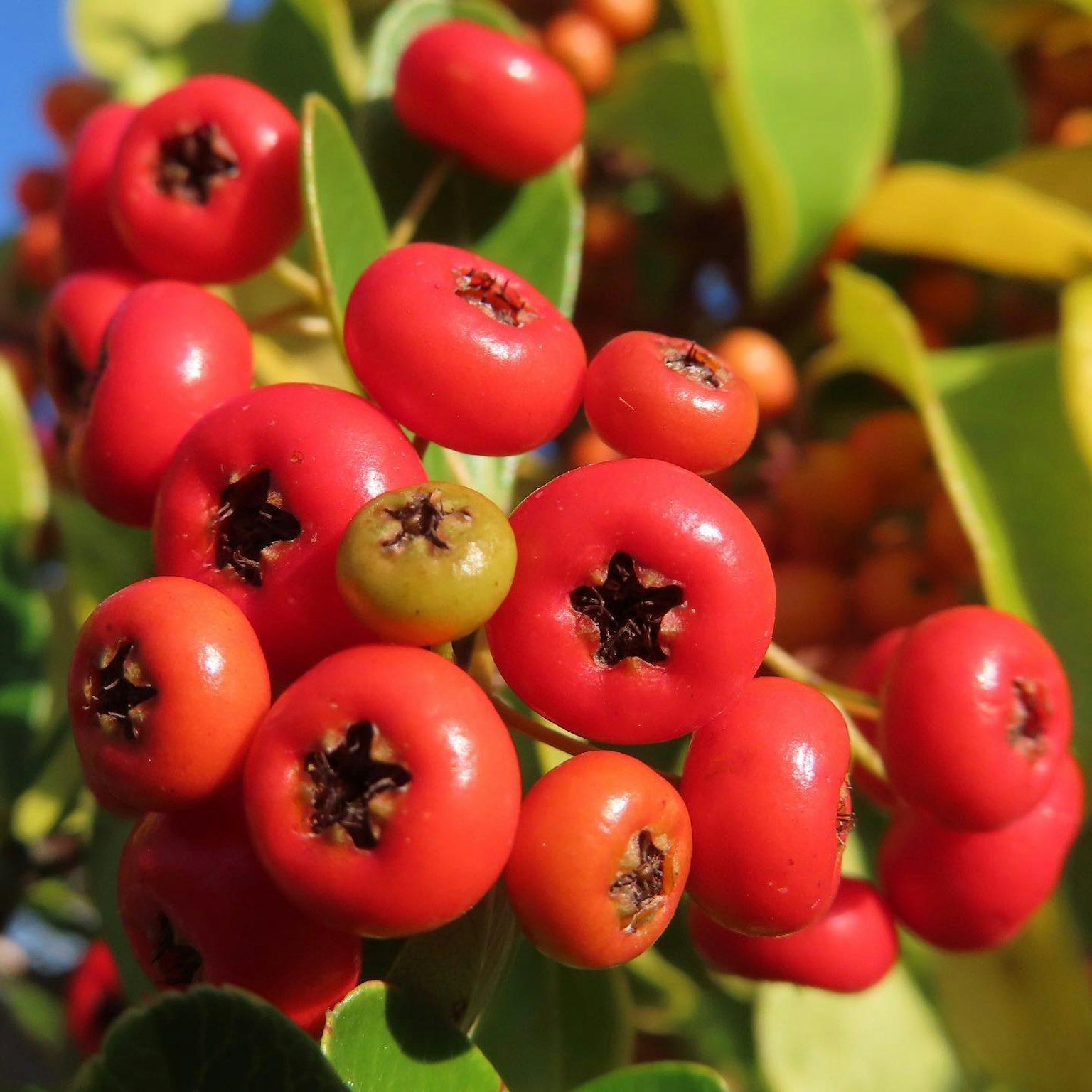 Berries rojas vibrantes agrupadas con hojas verdes