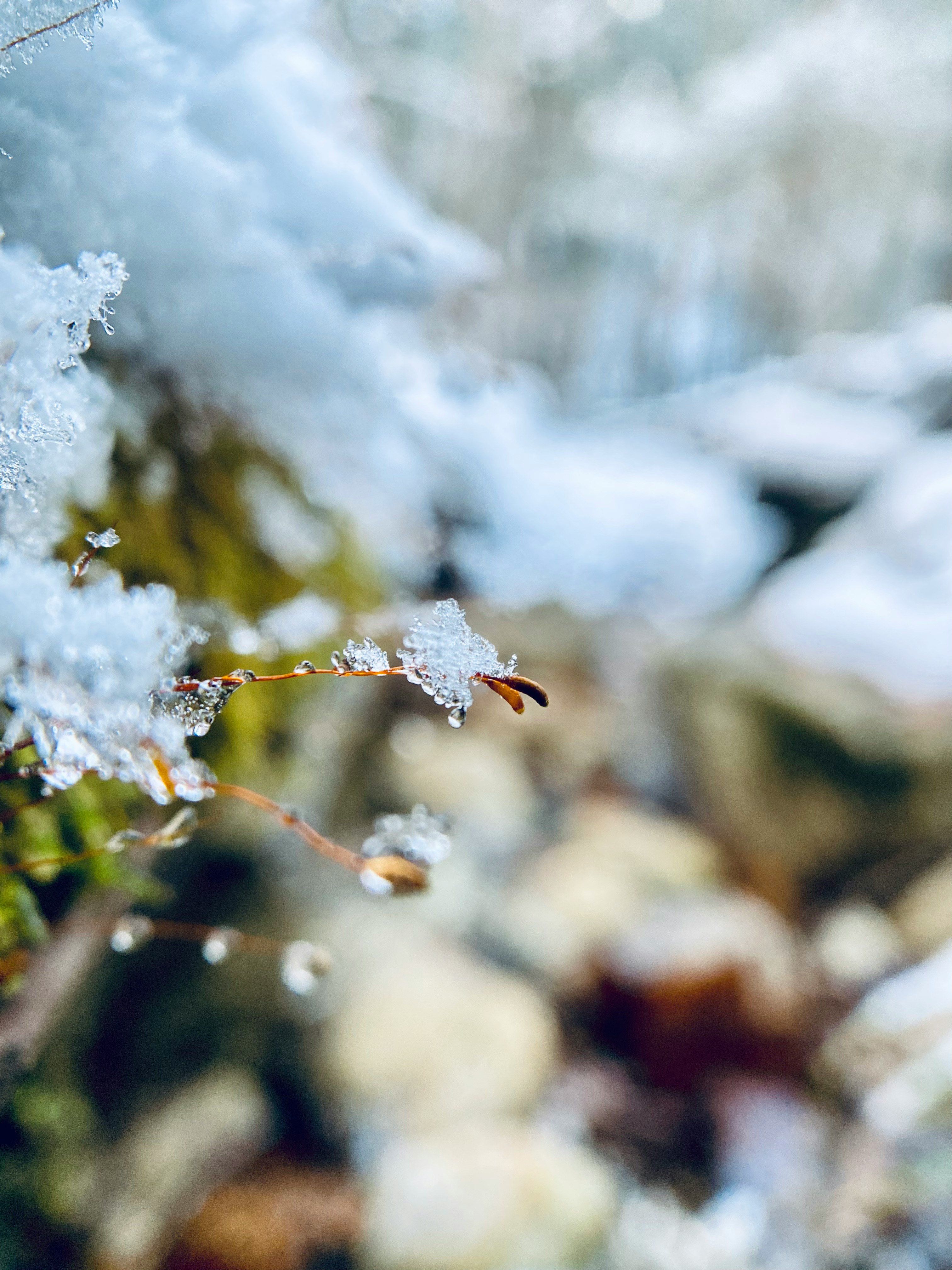 Scène d’hiver avec des cristaux de neige sur des branches
