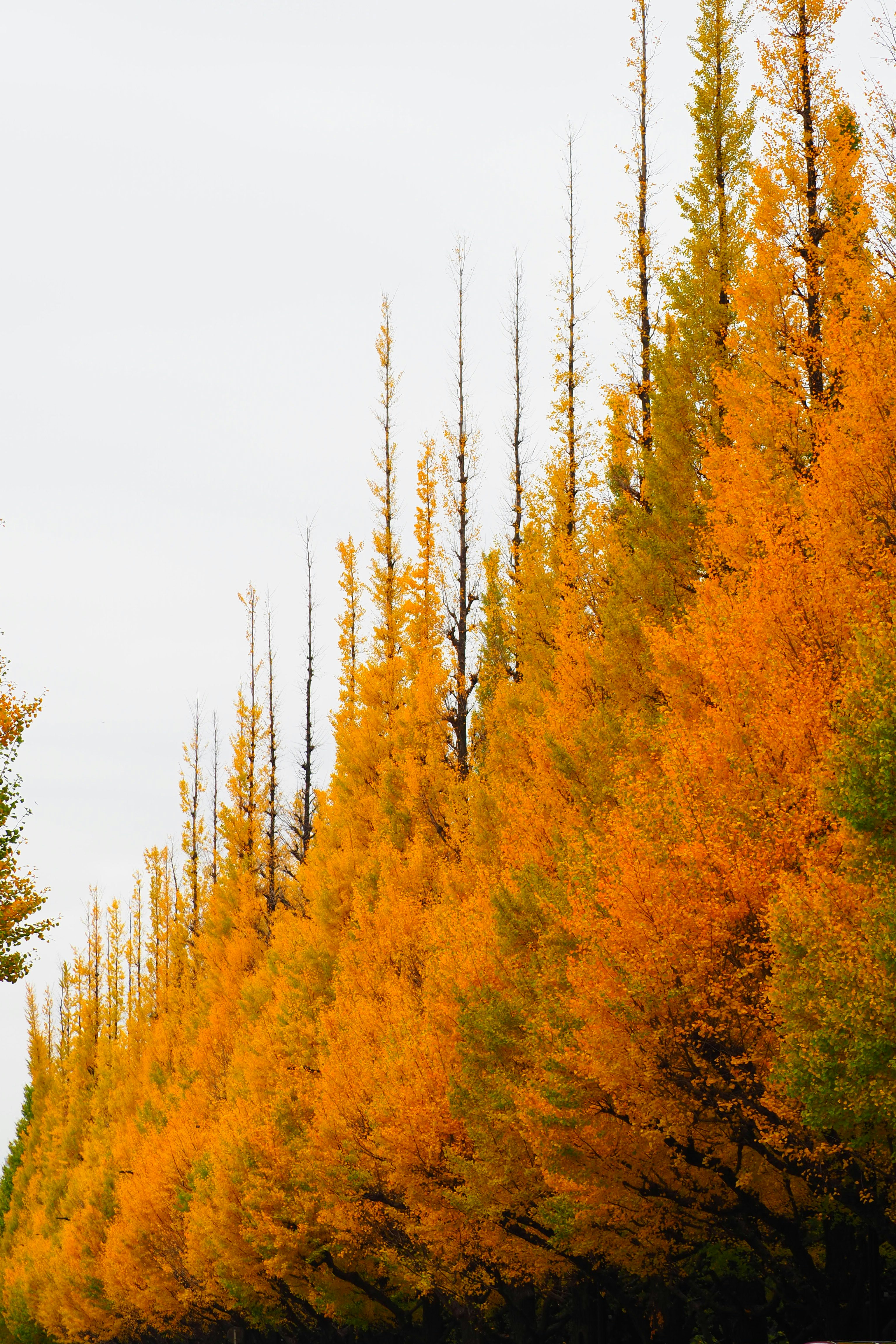 scorcio autunnale con una fila di alberi dalle foglie giallo-oro e tronchi alti