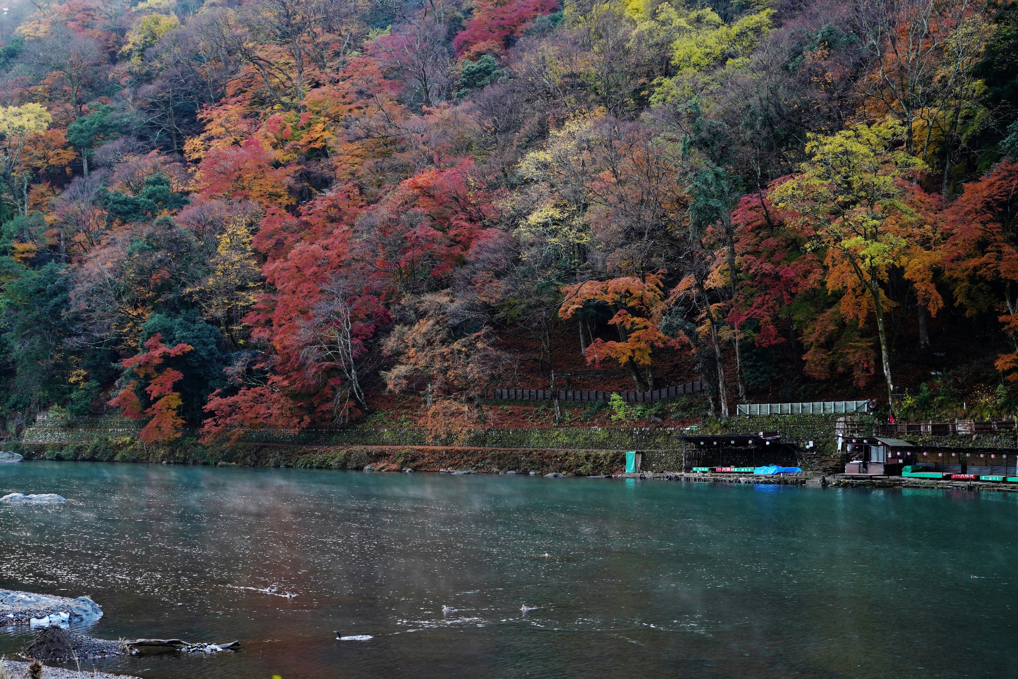 嵐山の川沿いに広がる紅葉と朝霧の景色