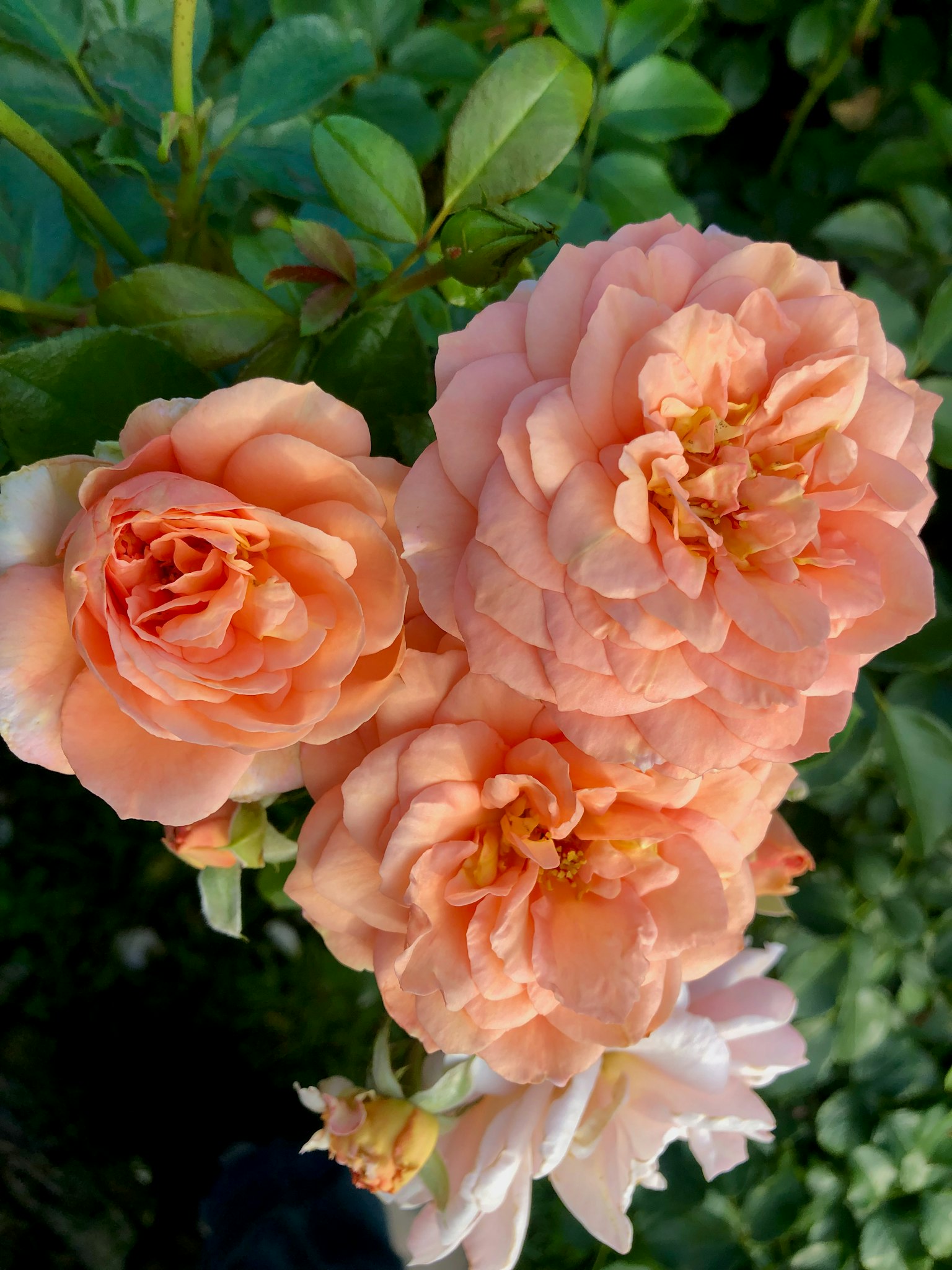 Grupo de rosas rosas vibrantes en flor