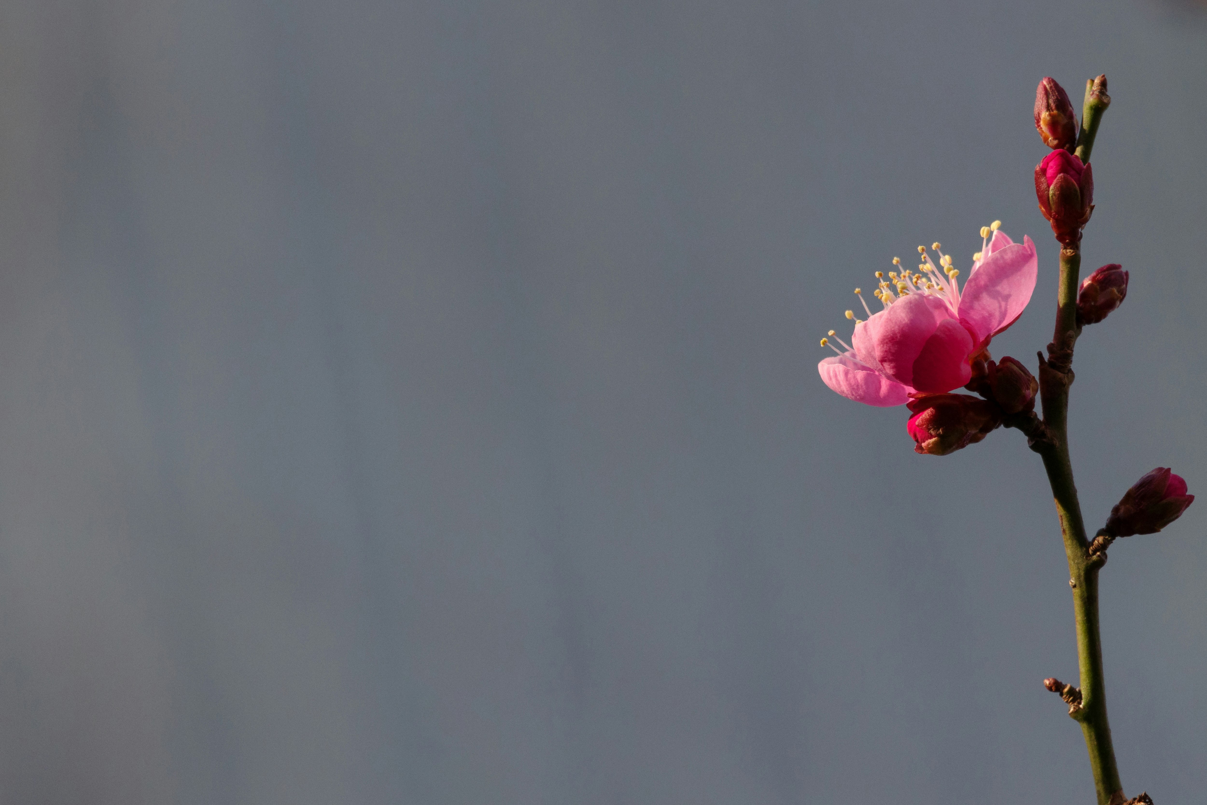 Close-up of a branch with a light pink flower against a blurred gray background
