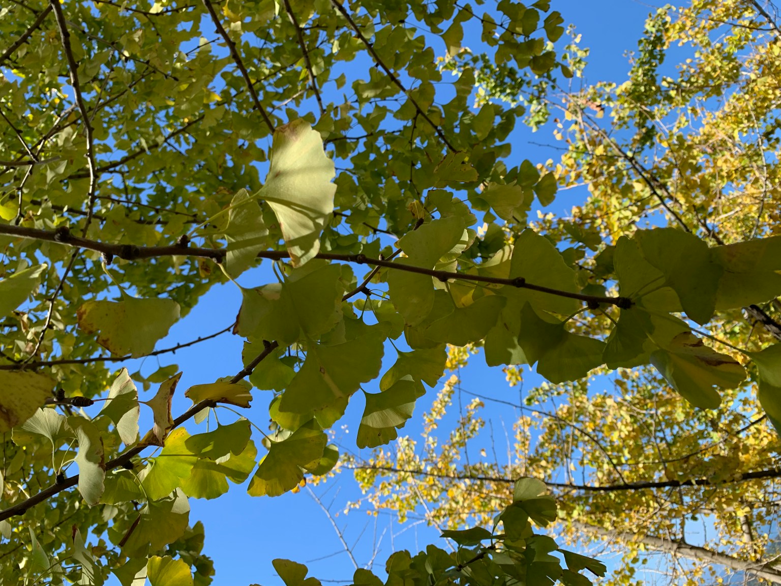 Foto von grünen Blättern und Zweigen unter einem blauen Himmel