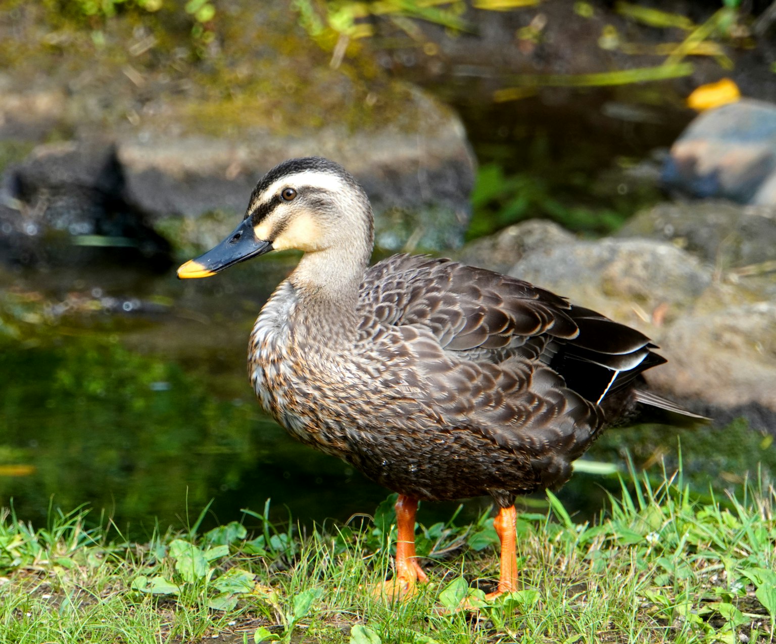 A duck standing by the water's edge with brown patterned feathers