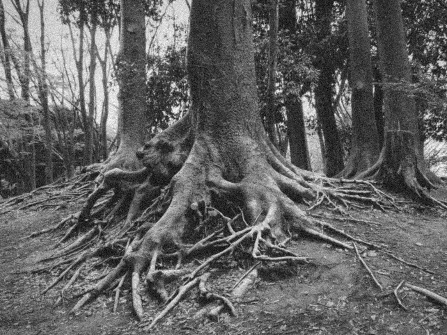 Imagen en blanco y negro de raíces de árboles que se extienden por el suelo Estructura de raíces gruesa y compleja rodeada de otros árboles