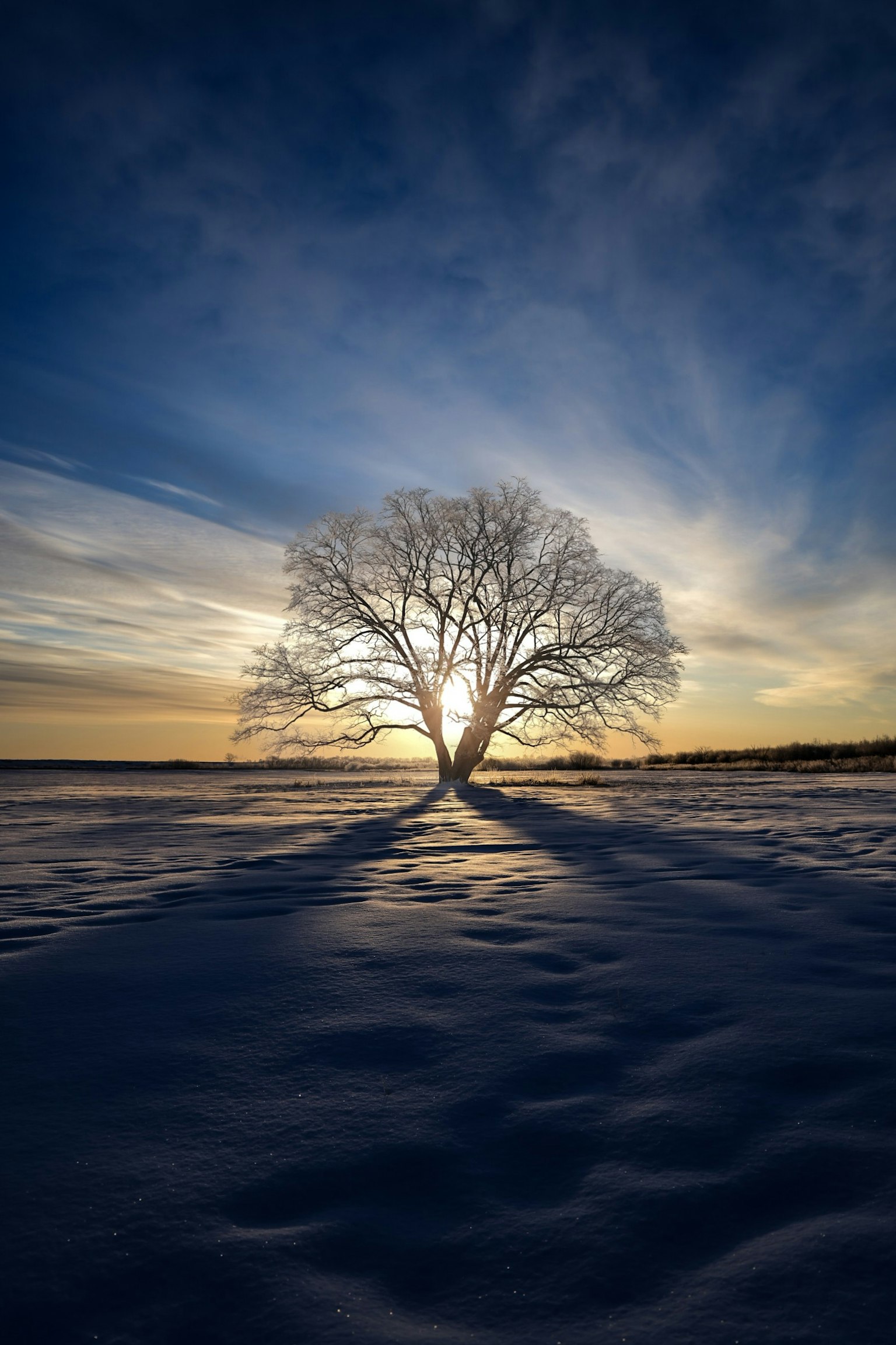 Albero solitario in un campo innevato illuminato dal tramonto