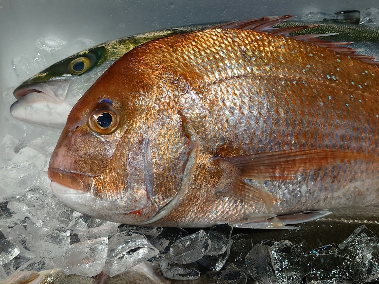 氷の上に置かれた赤い魚と緑の魚