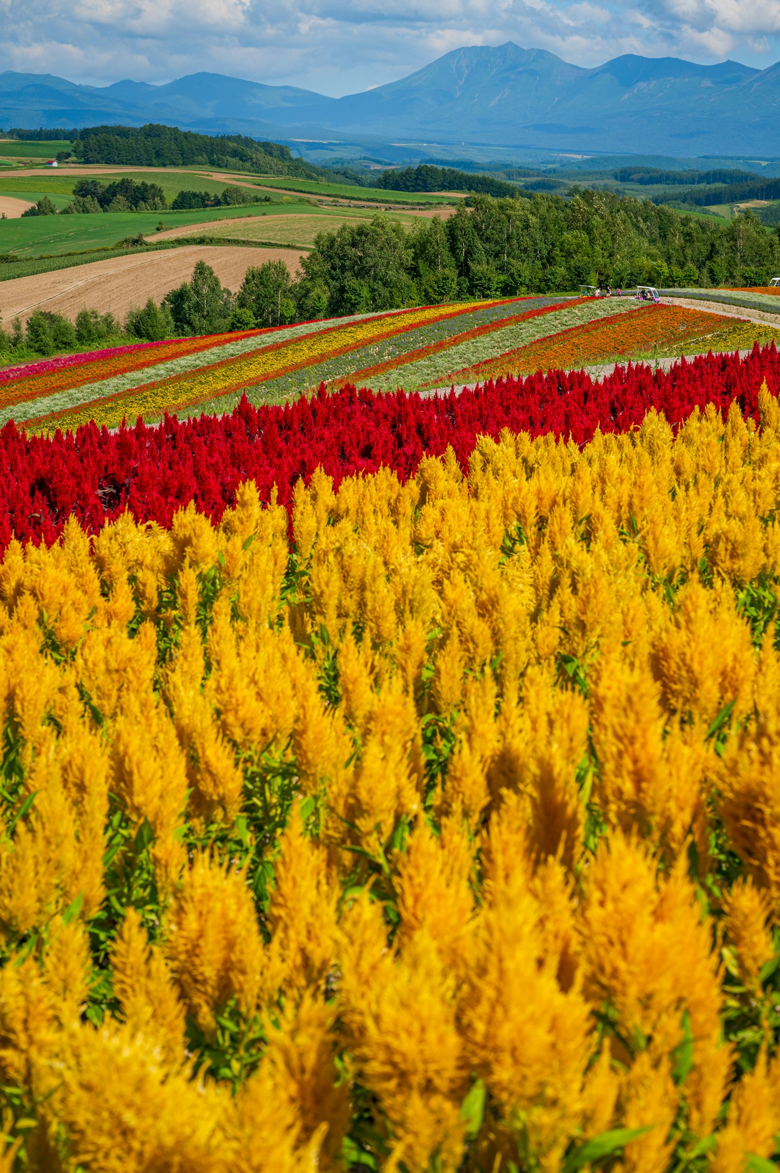 Campi di fiori vibranti con fiori gialli e rossi sullo sfondo delle montagne