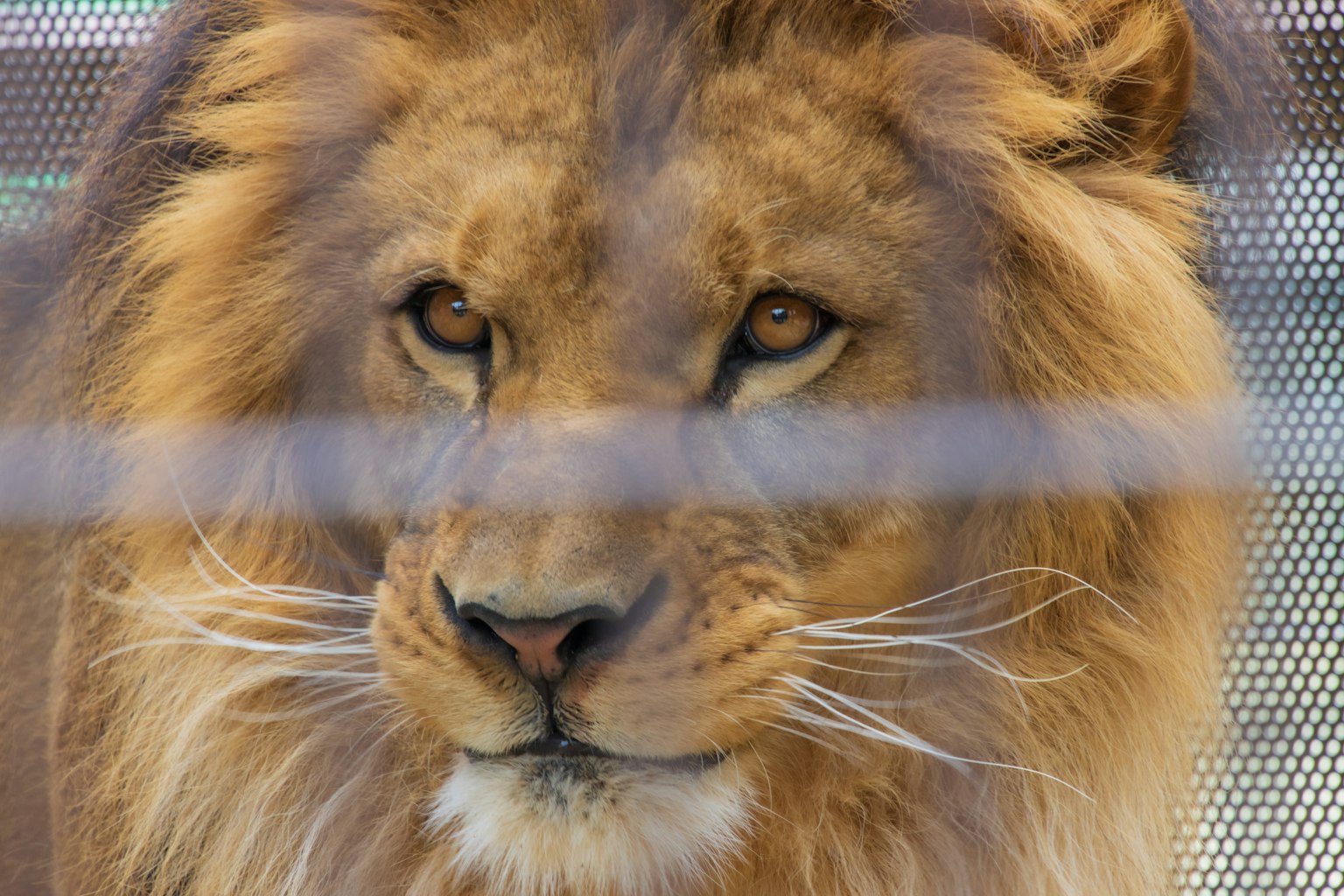 Close-up of a lion's face behind a barrier