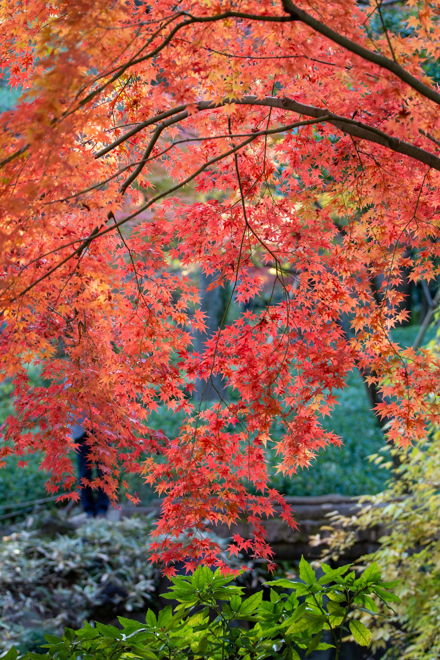 Vibrant red leaves on trees with lush green plants creating a beautiful landscape