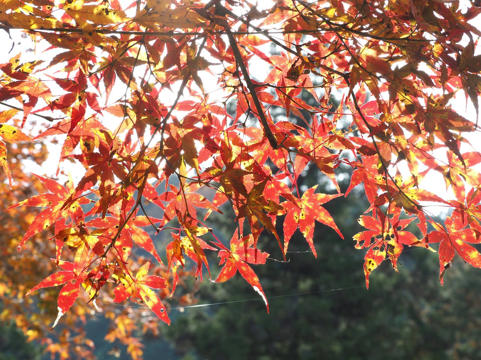 Foglie rosse brillanti su un ramo d'albero autunnale
