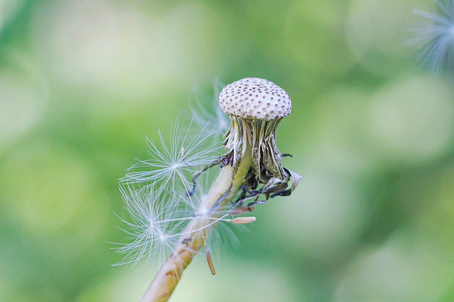 Dandelion seed head with white fluff against a green background