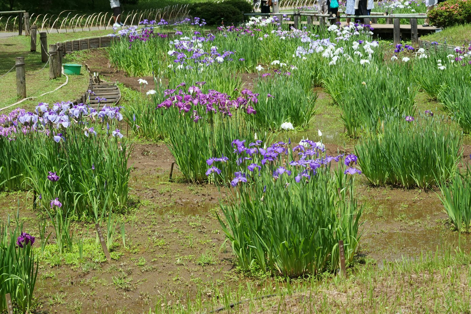 Colorful flower garden with purple and white blooms